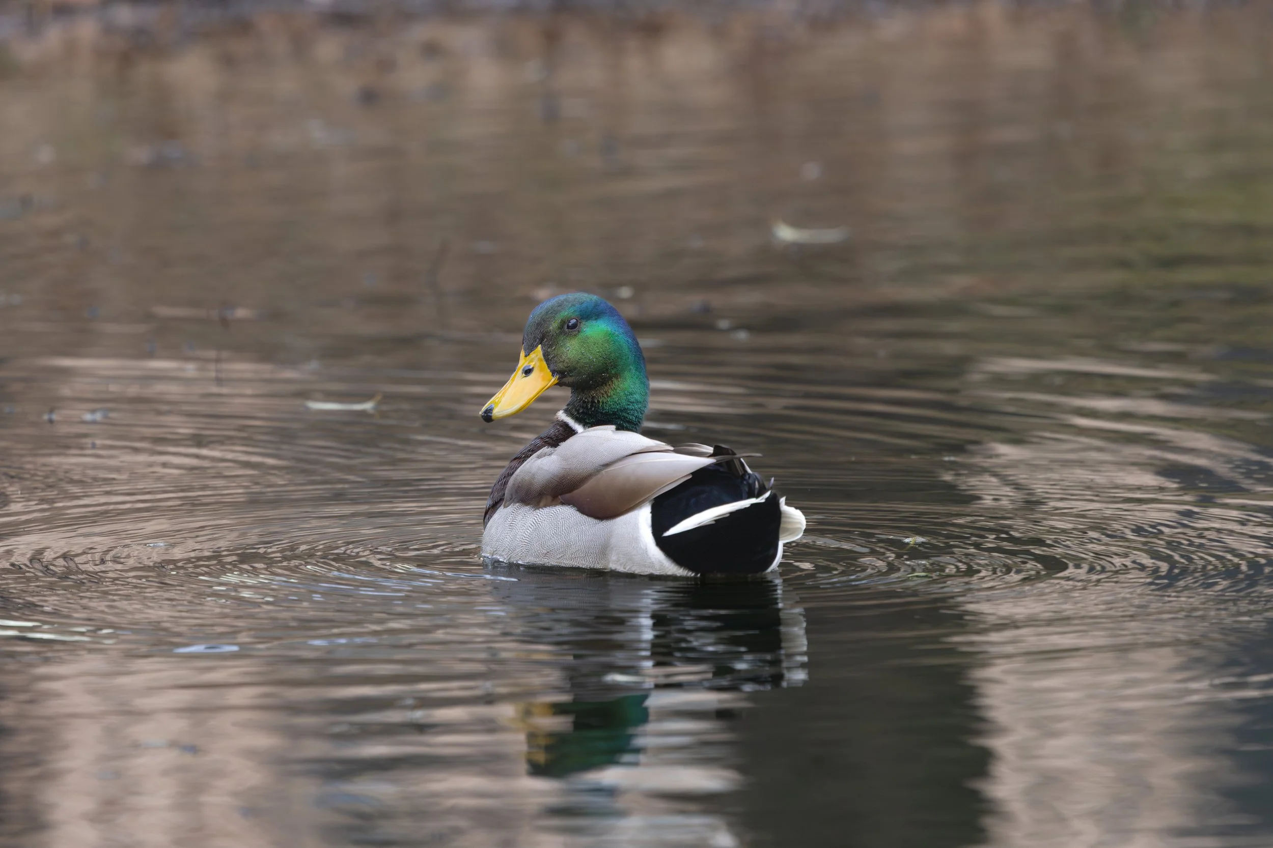 020826 Greenhead.jpg