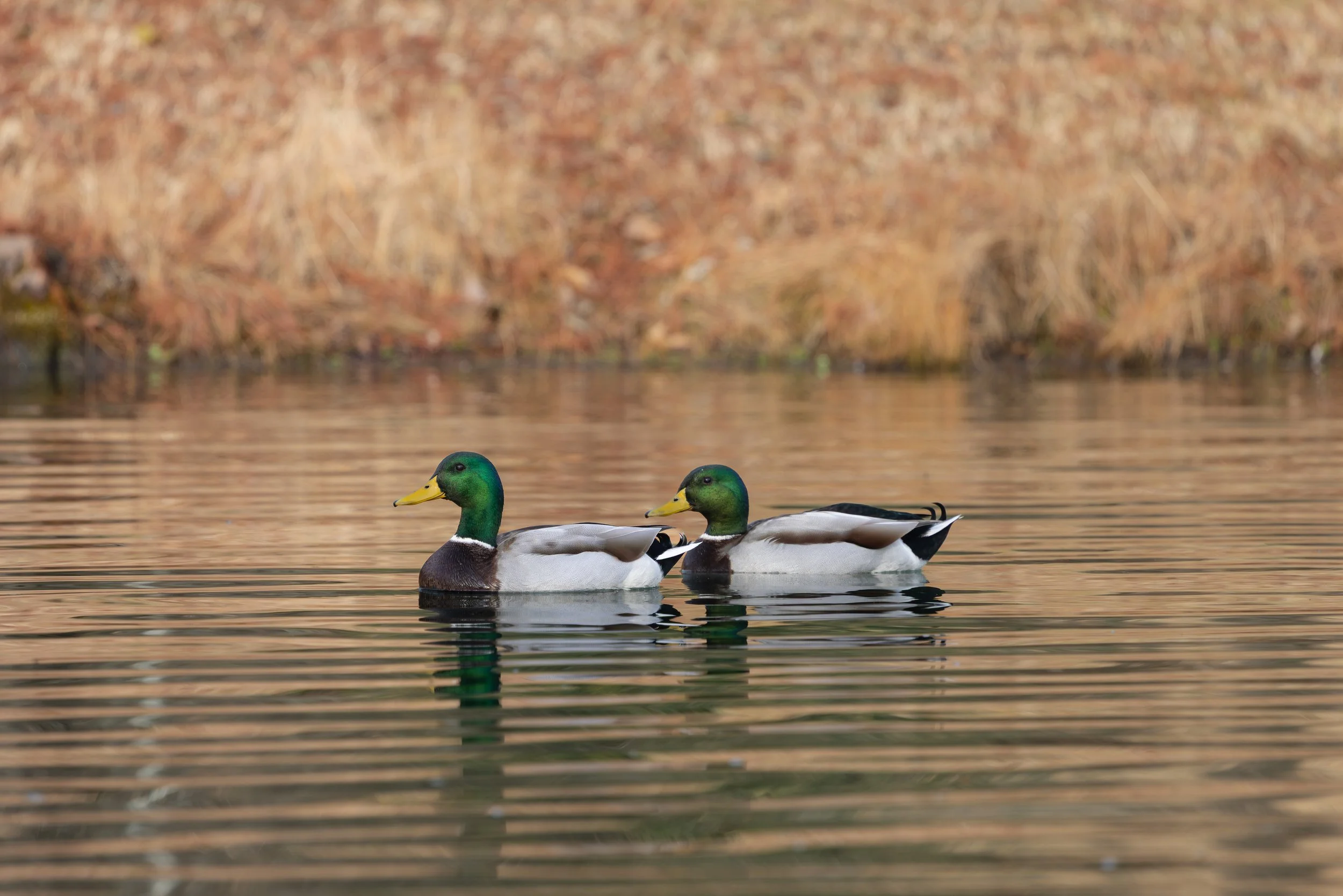 020926 Two Greens.jpg