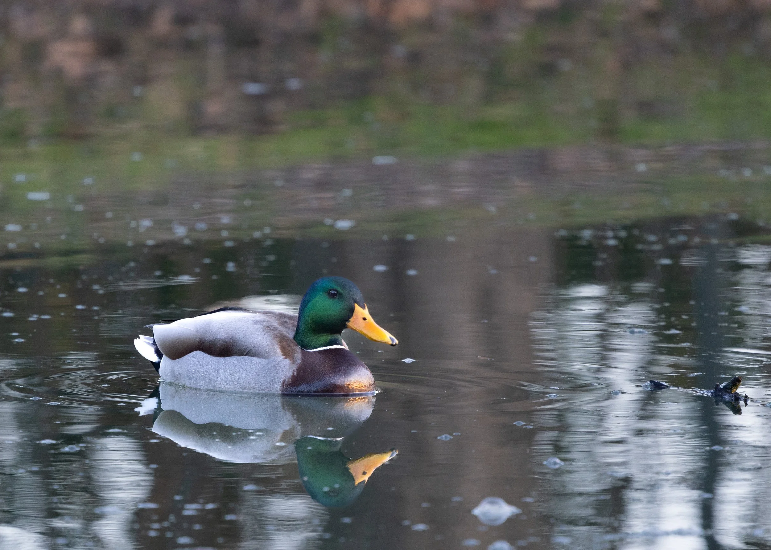 010526 Greenhead 2.jpg