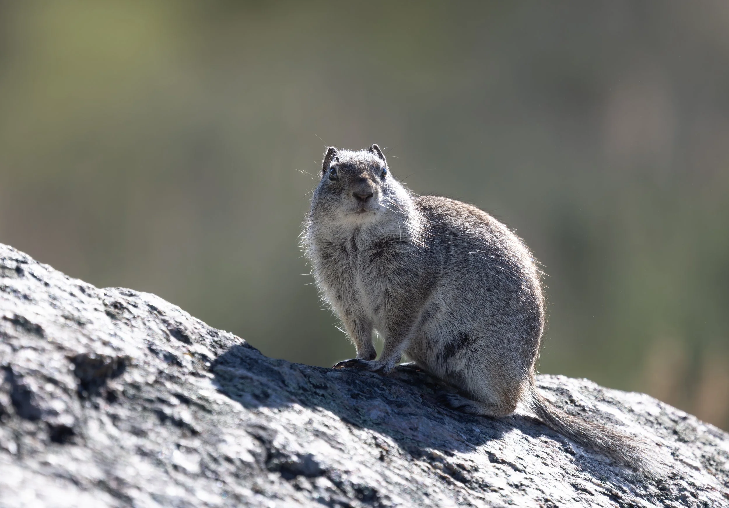 051926 YS Squirrel1.jpg