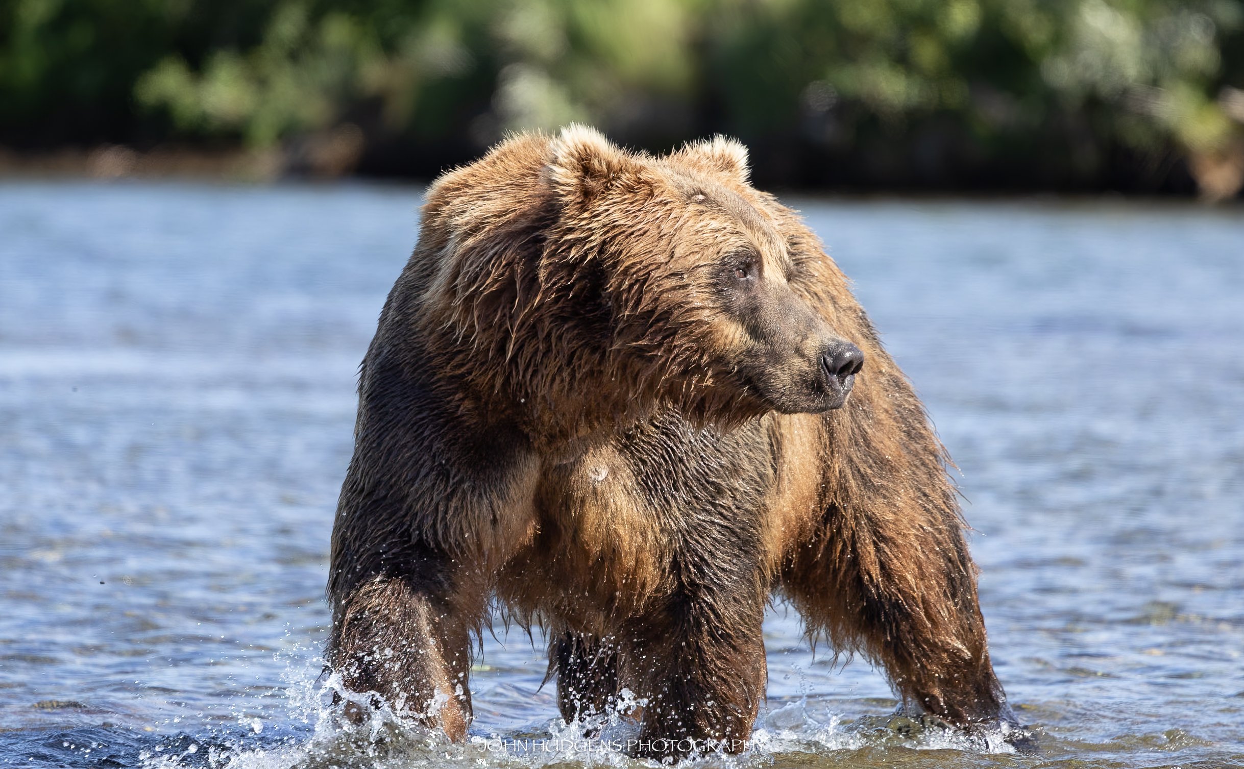 Water Bear5 072626.jpg
