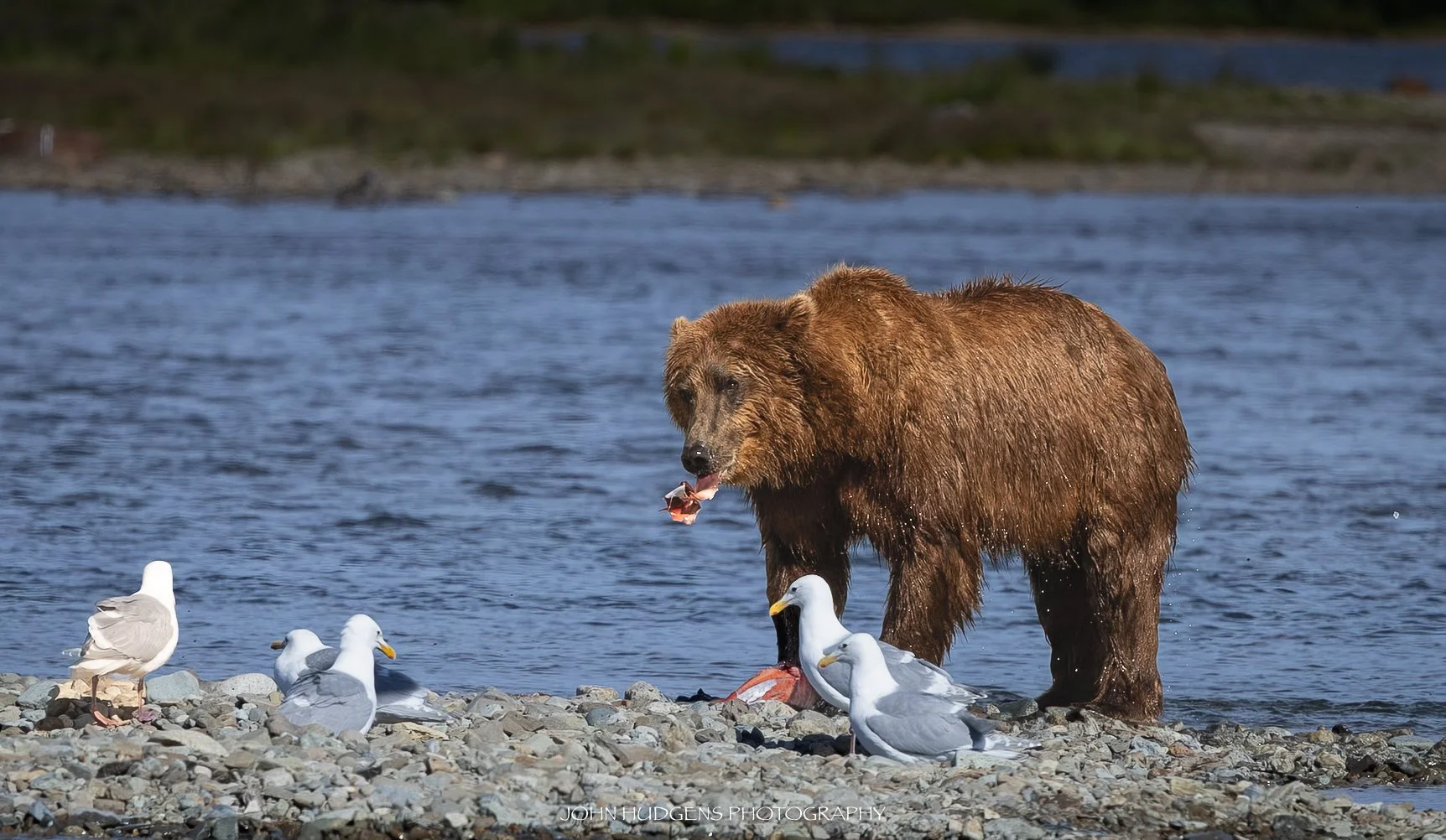 Bear and Birds 072926.jpg
