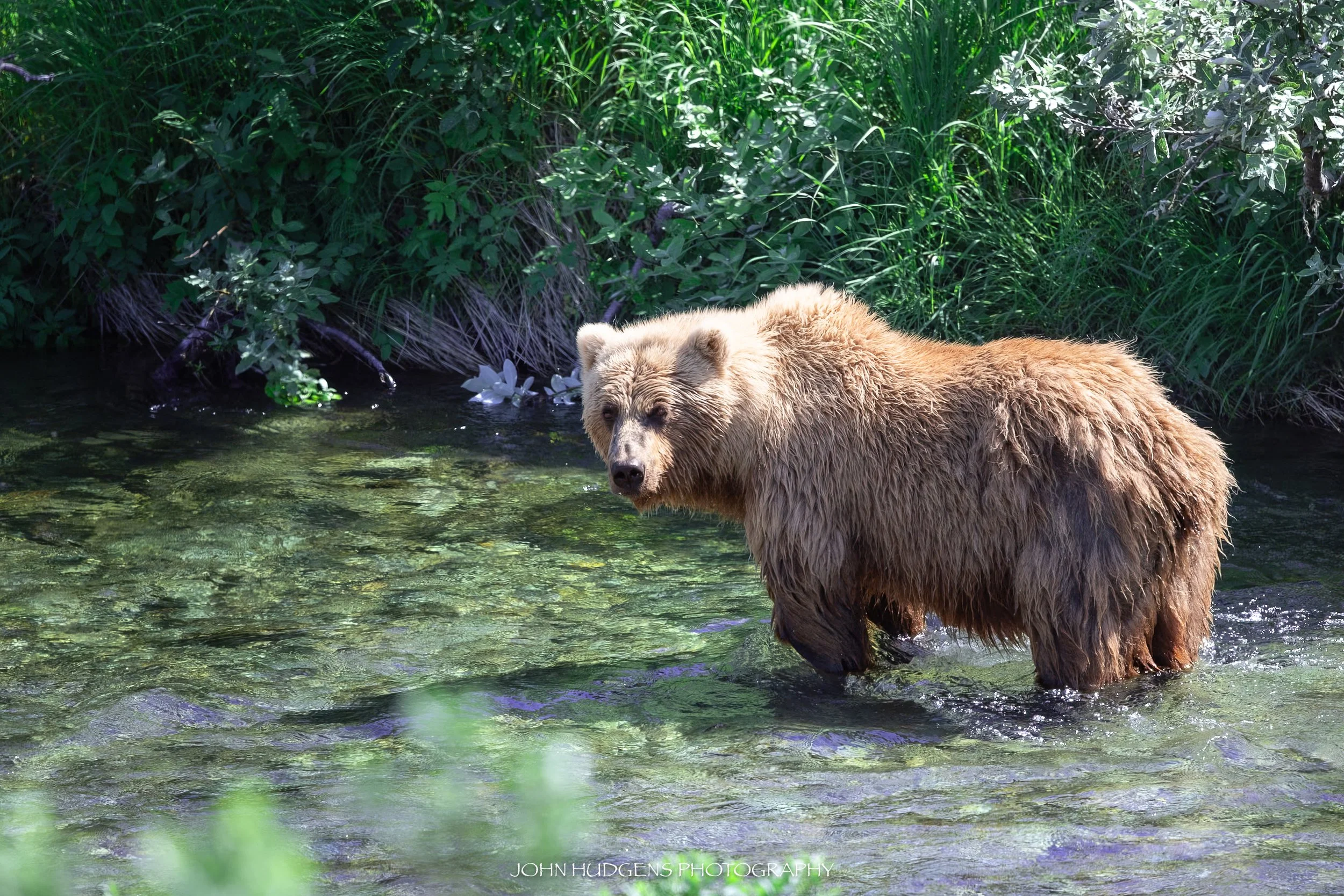 Tropical Bear 072626.jpg