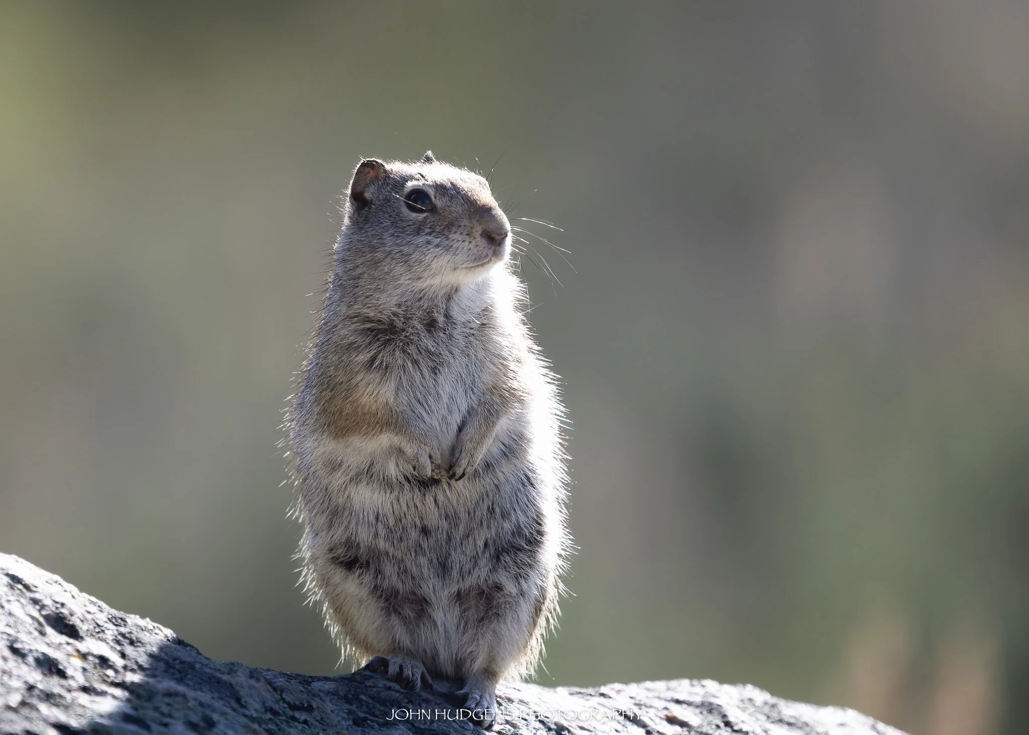Squirrel5.jpg