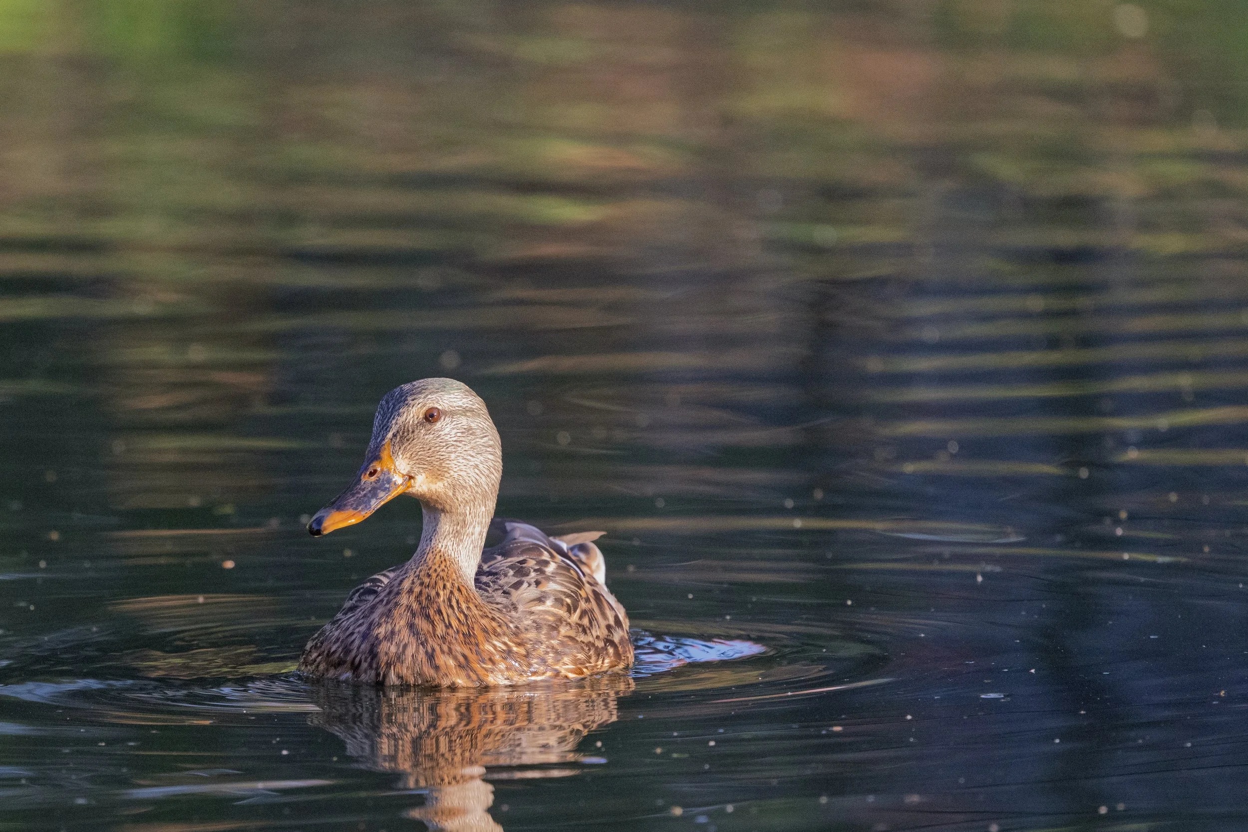 092025 Mallard Hen.jpg