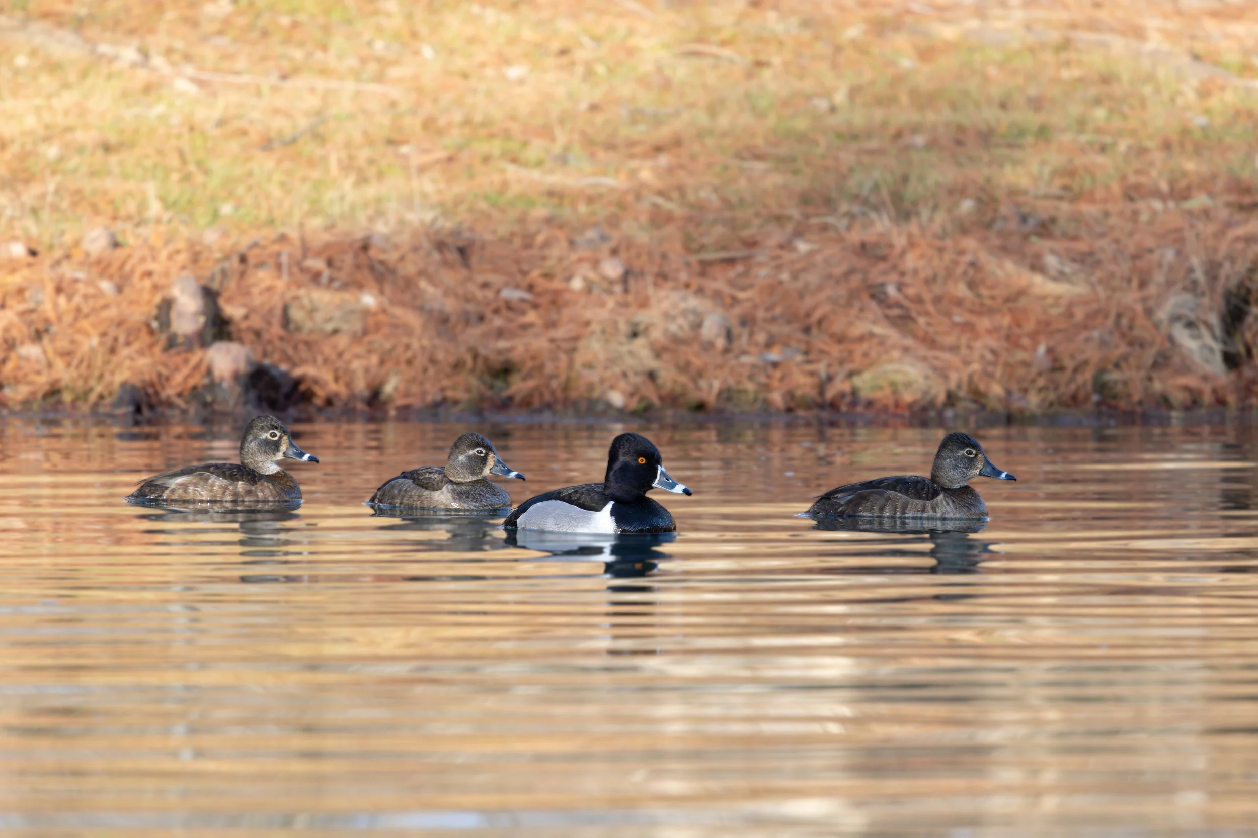 020726 4 Ringnecks.jpg