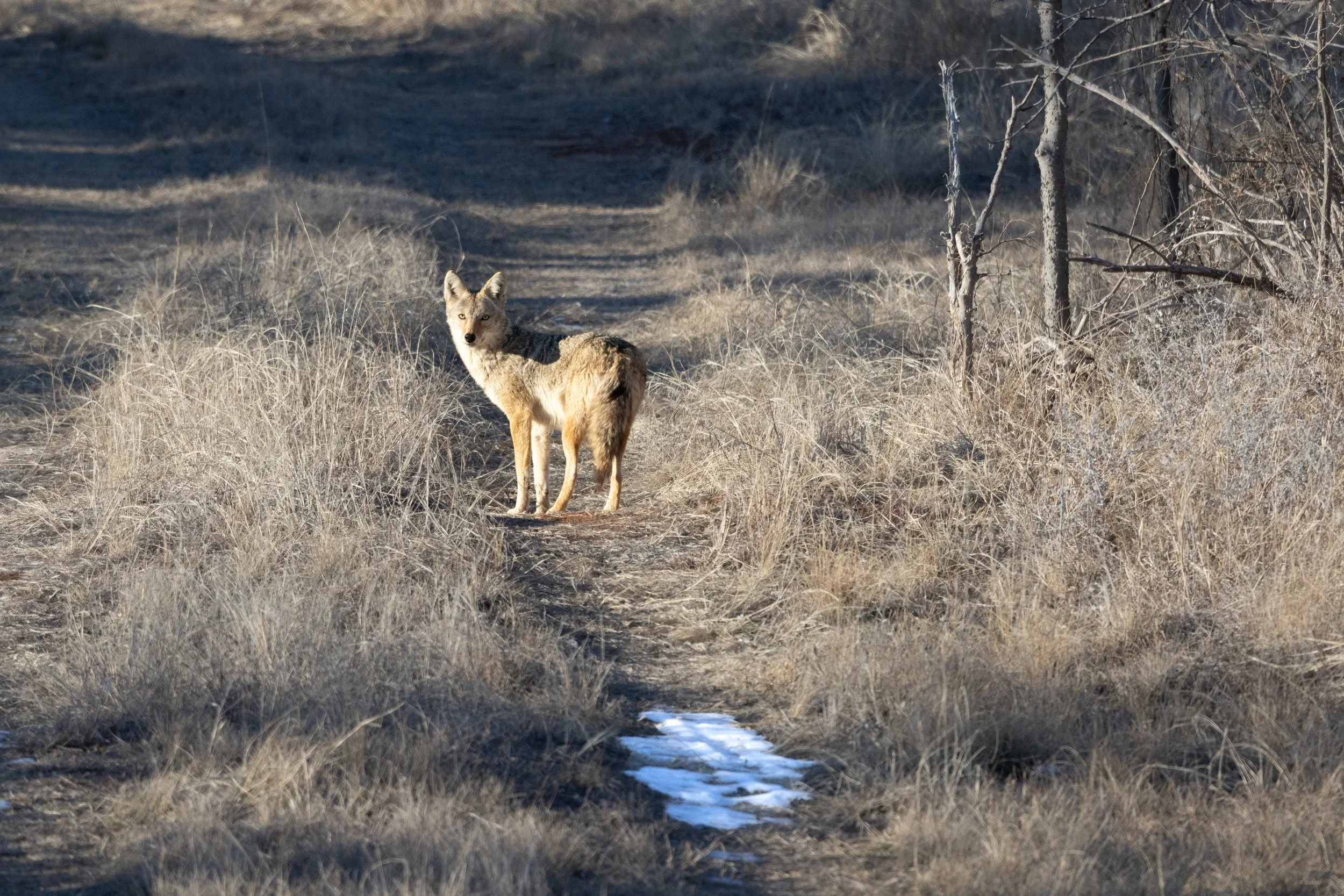 Coyote WPR 013126.jpeg