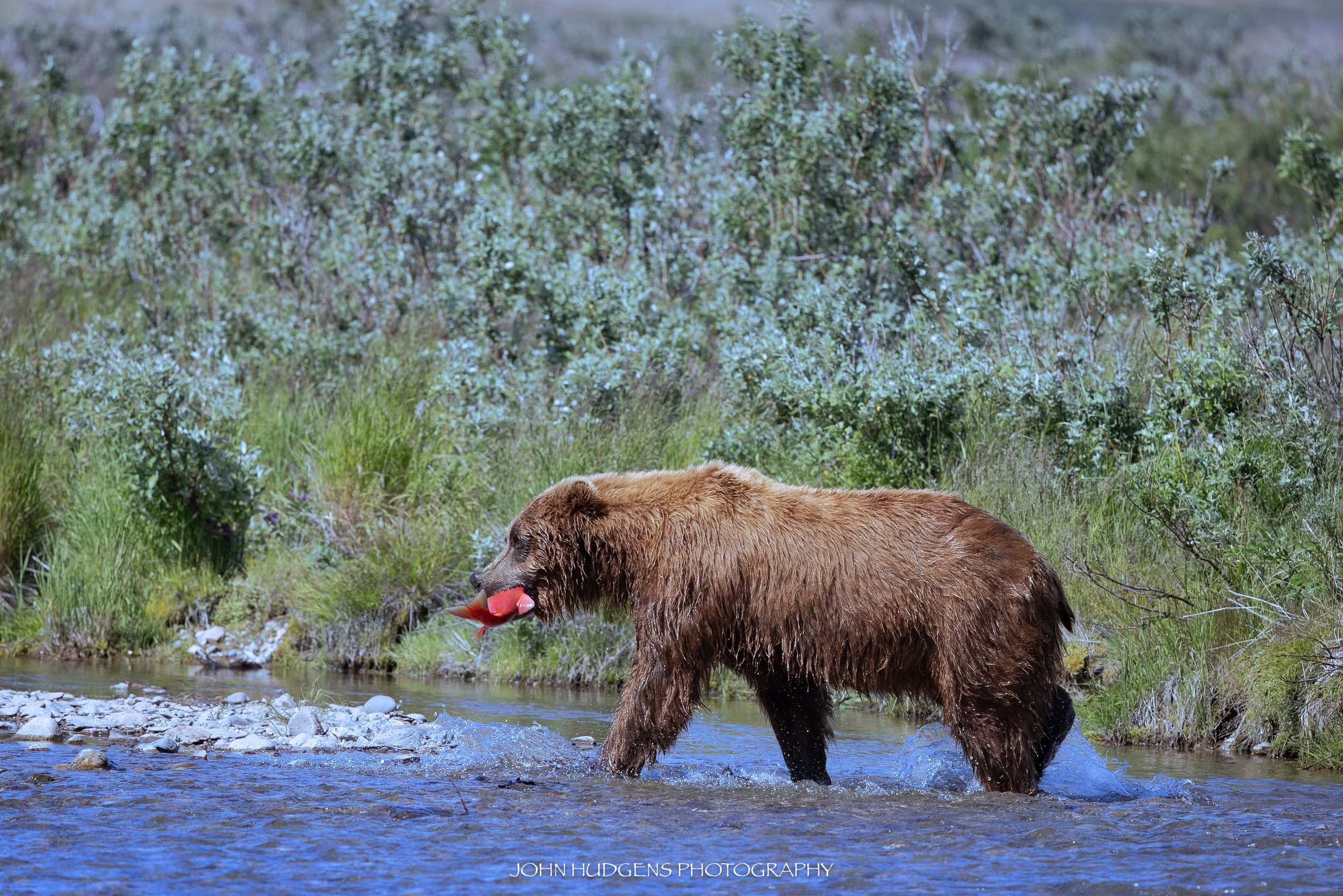 Salmon Pro2 073026.jpg