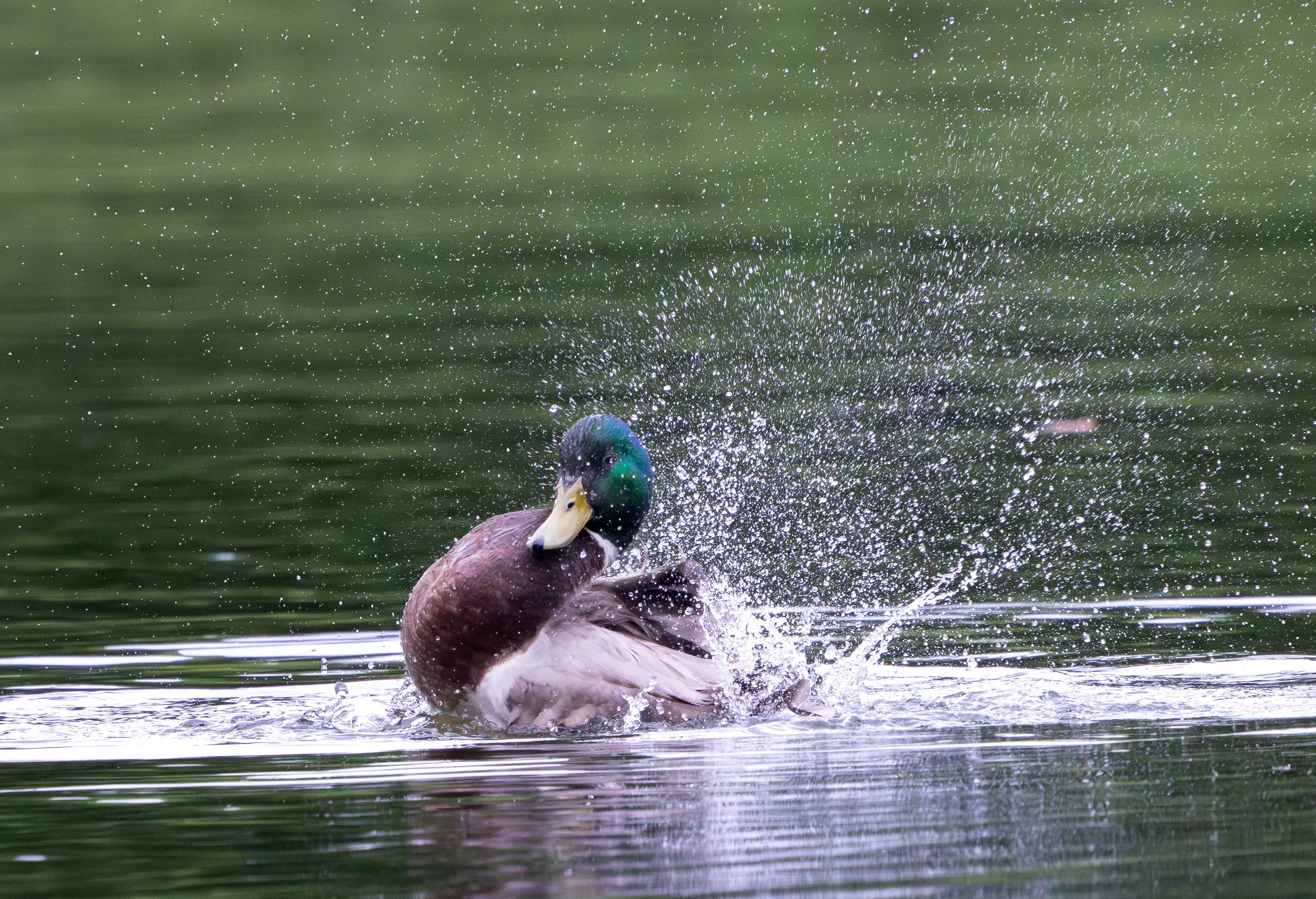 041526 Splash Drake 3.jpg