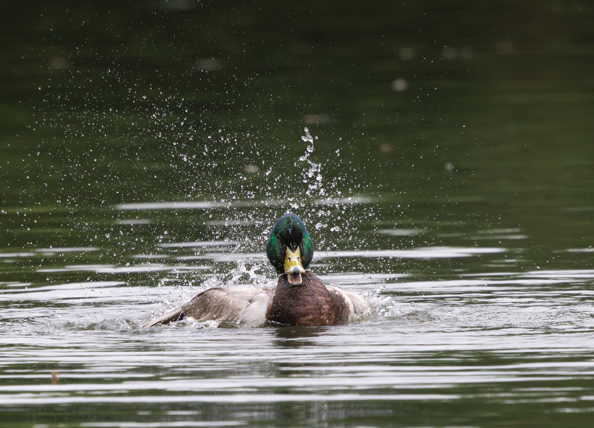 041526 Splash Drake.jpg