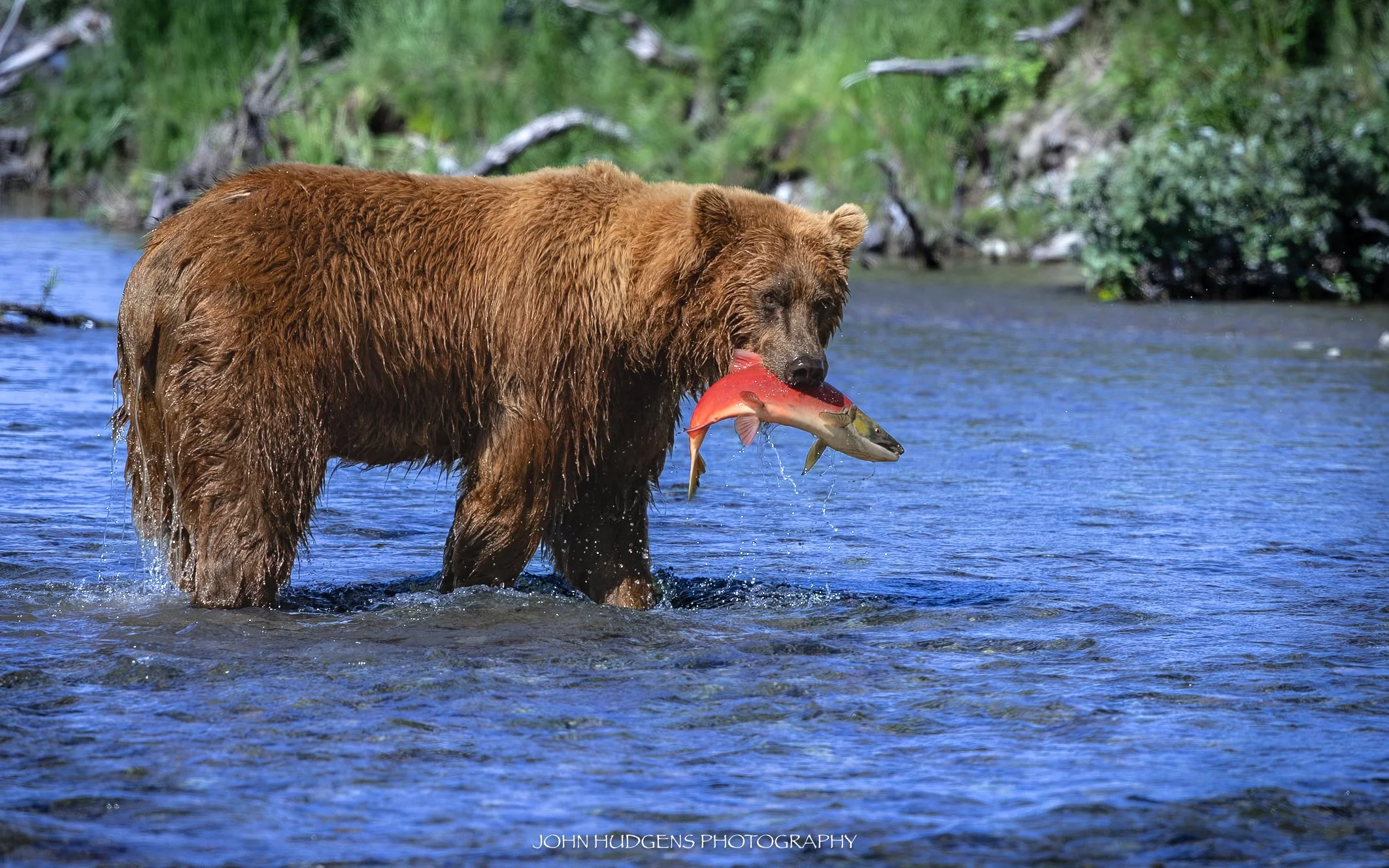 Red Fish2 073026.jpg