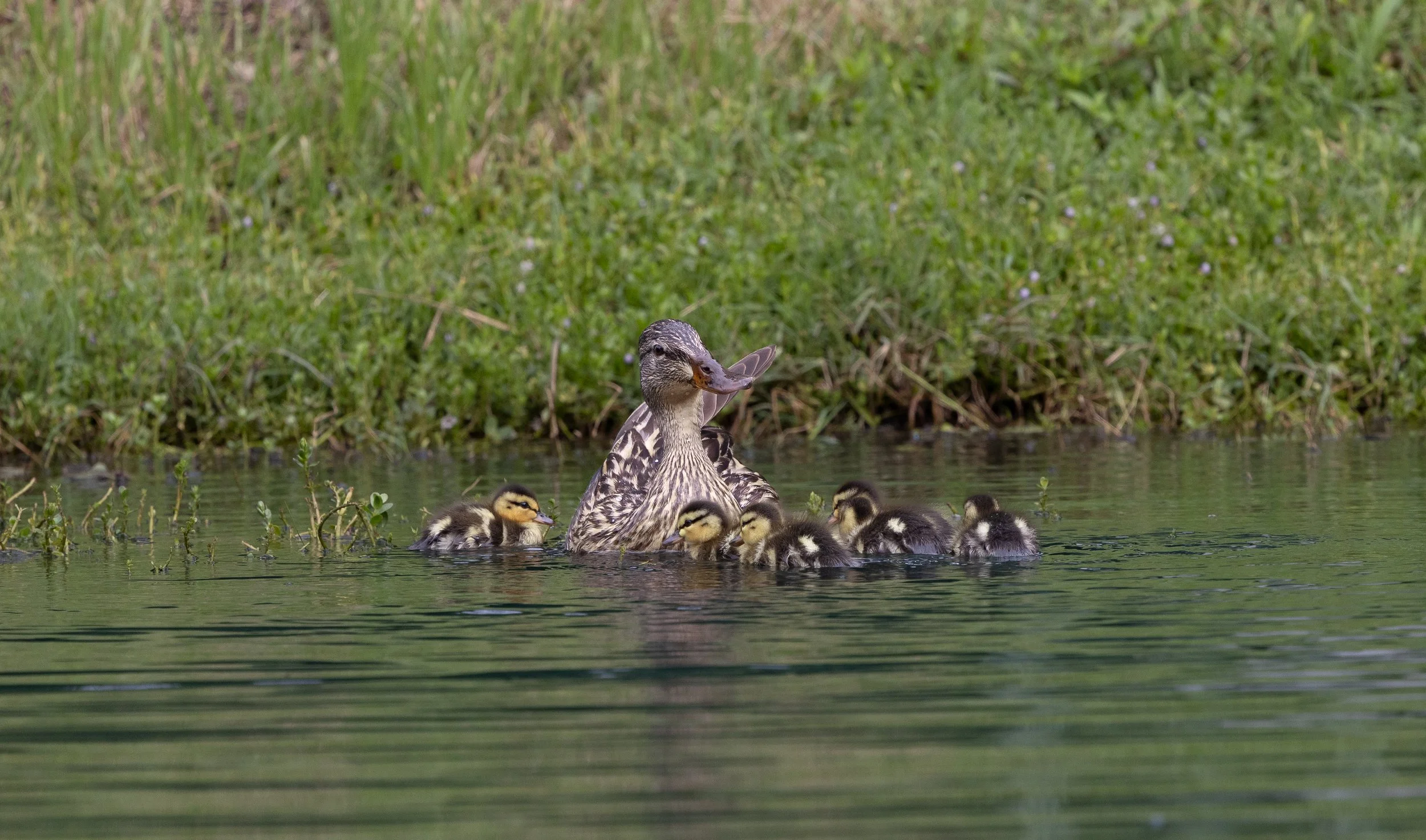 060526 Baby Ducks.jpg