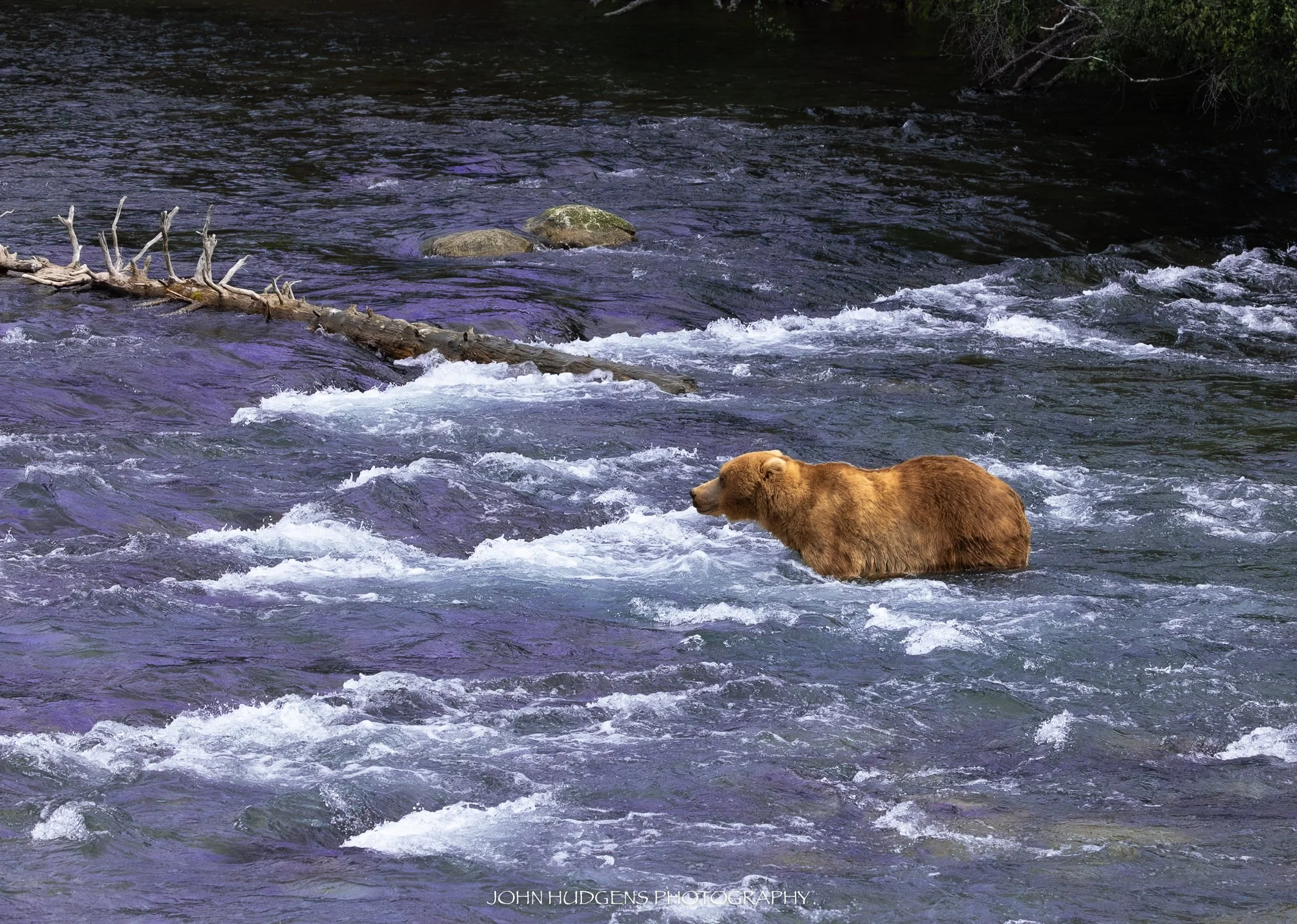 Bear's Life 072826.jpg