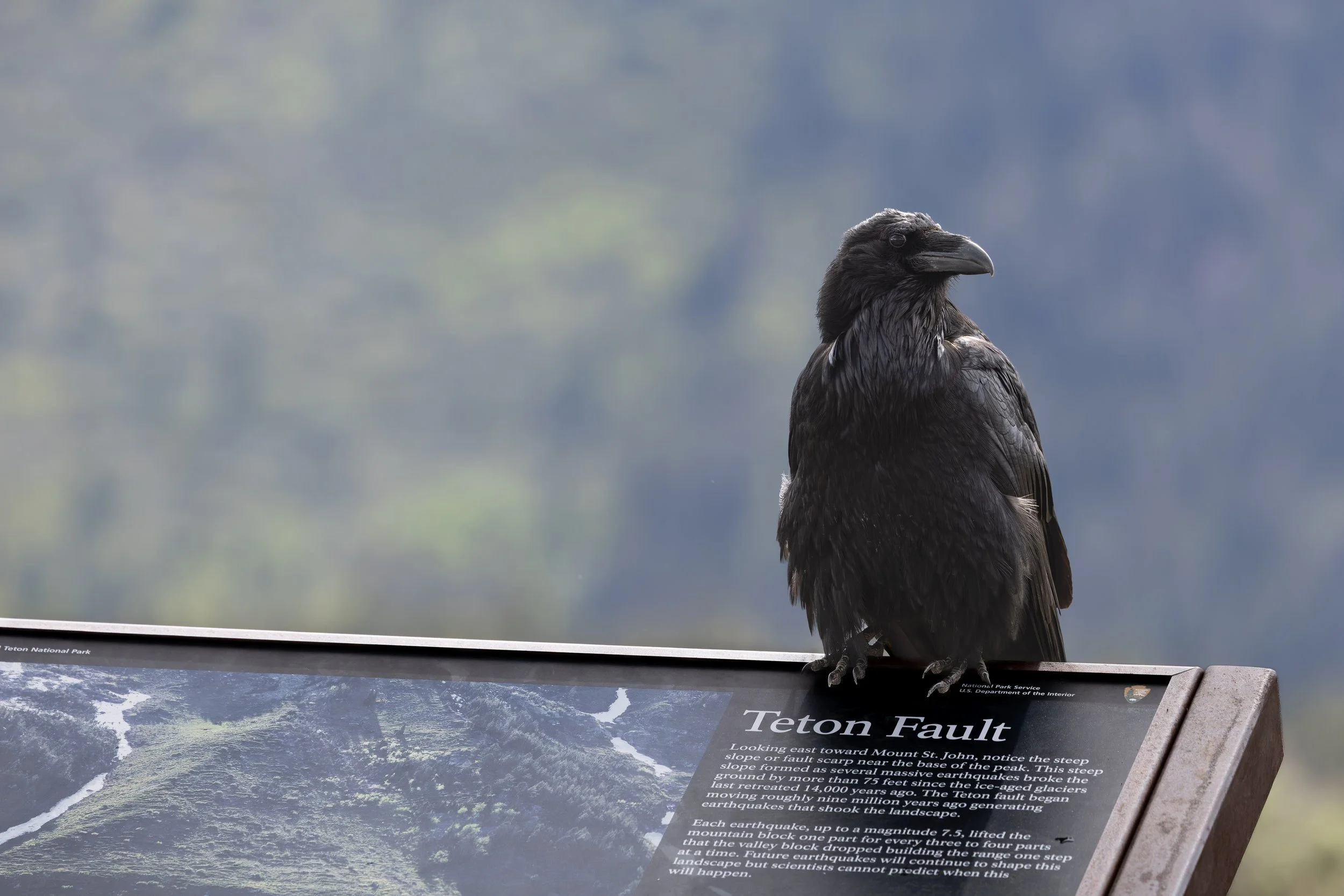 052426 Raven2.jpg