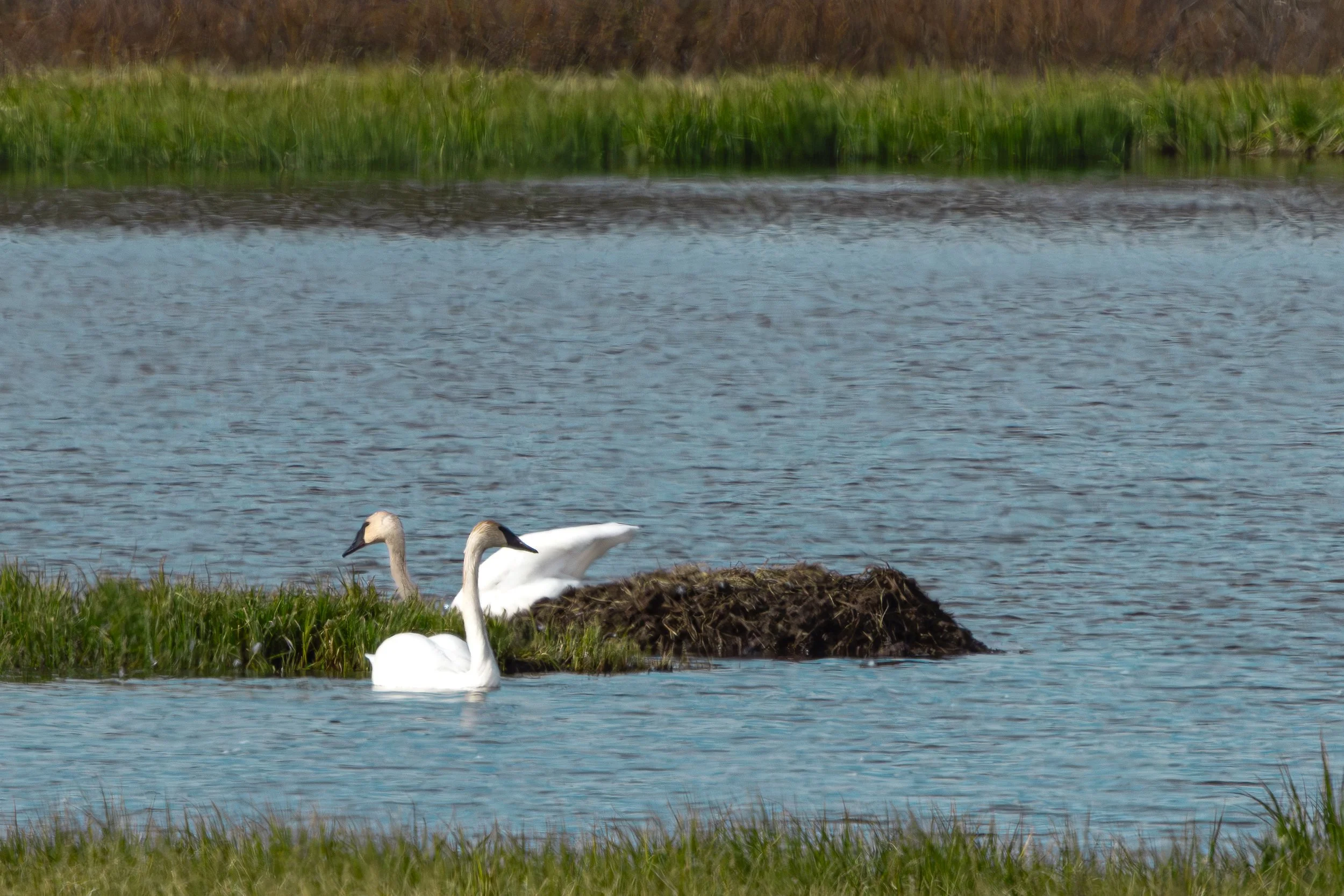 052026 Swans.jpg