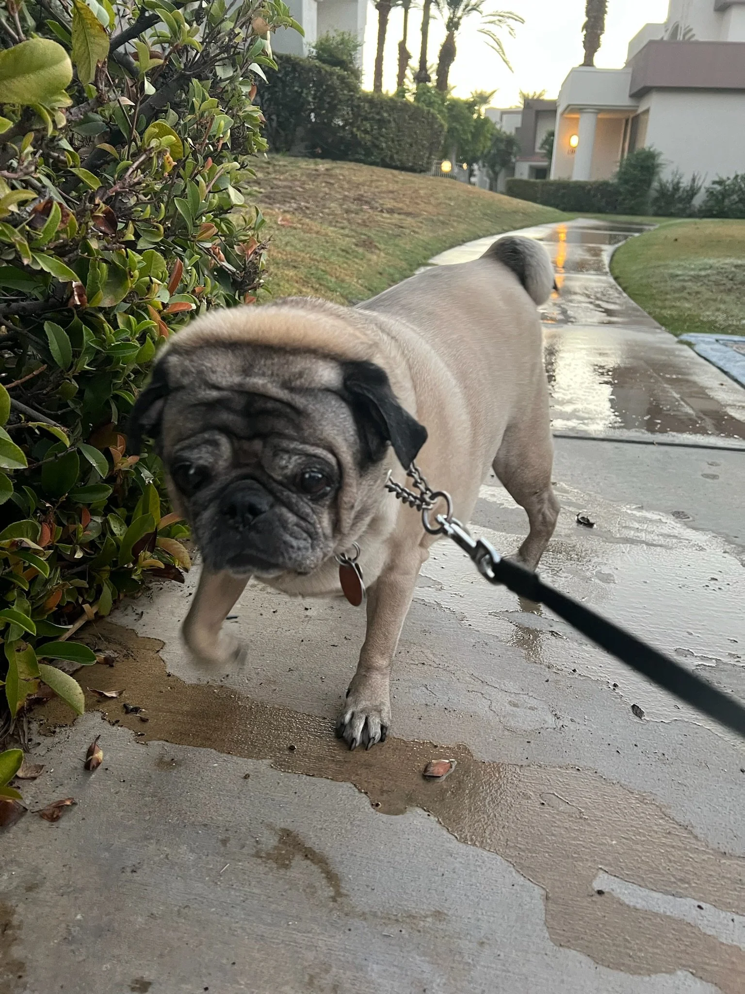 A pug standing on a wet sidewalk next to green shrubbery, with apartment buildings and palm trees visible in the background during dusk.