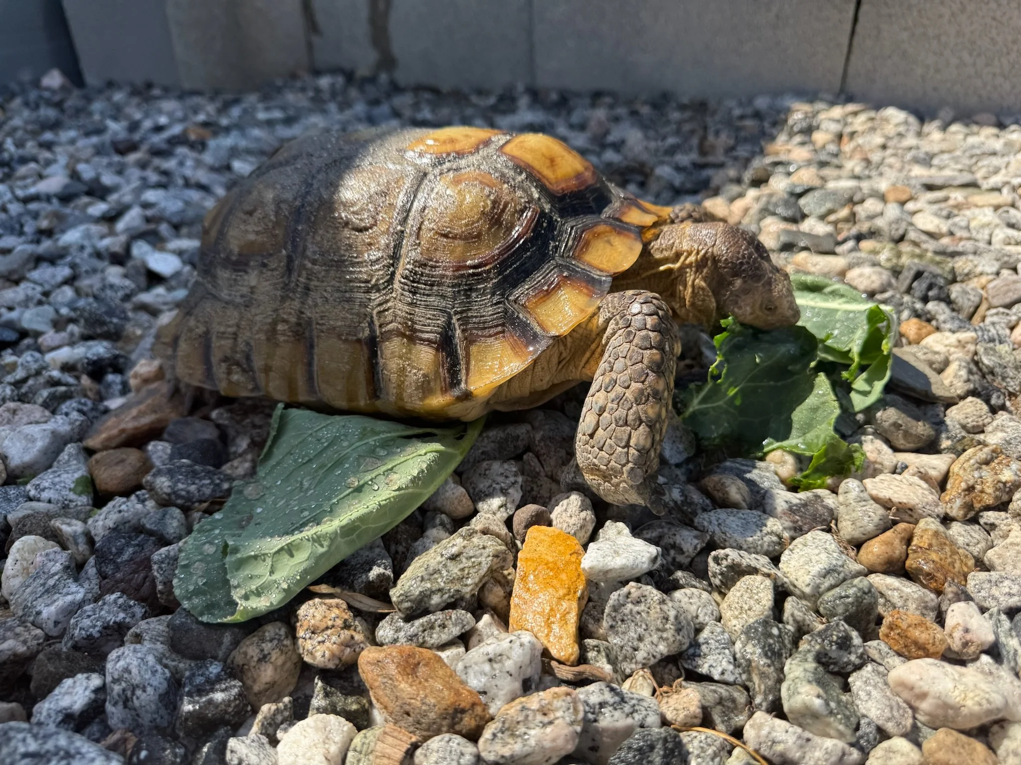 A small turtle with a dark shell and yellow markings on its shell, walking on a gravel surface near some green leaves.