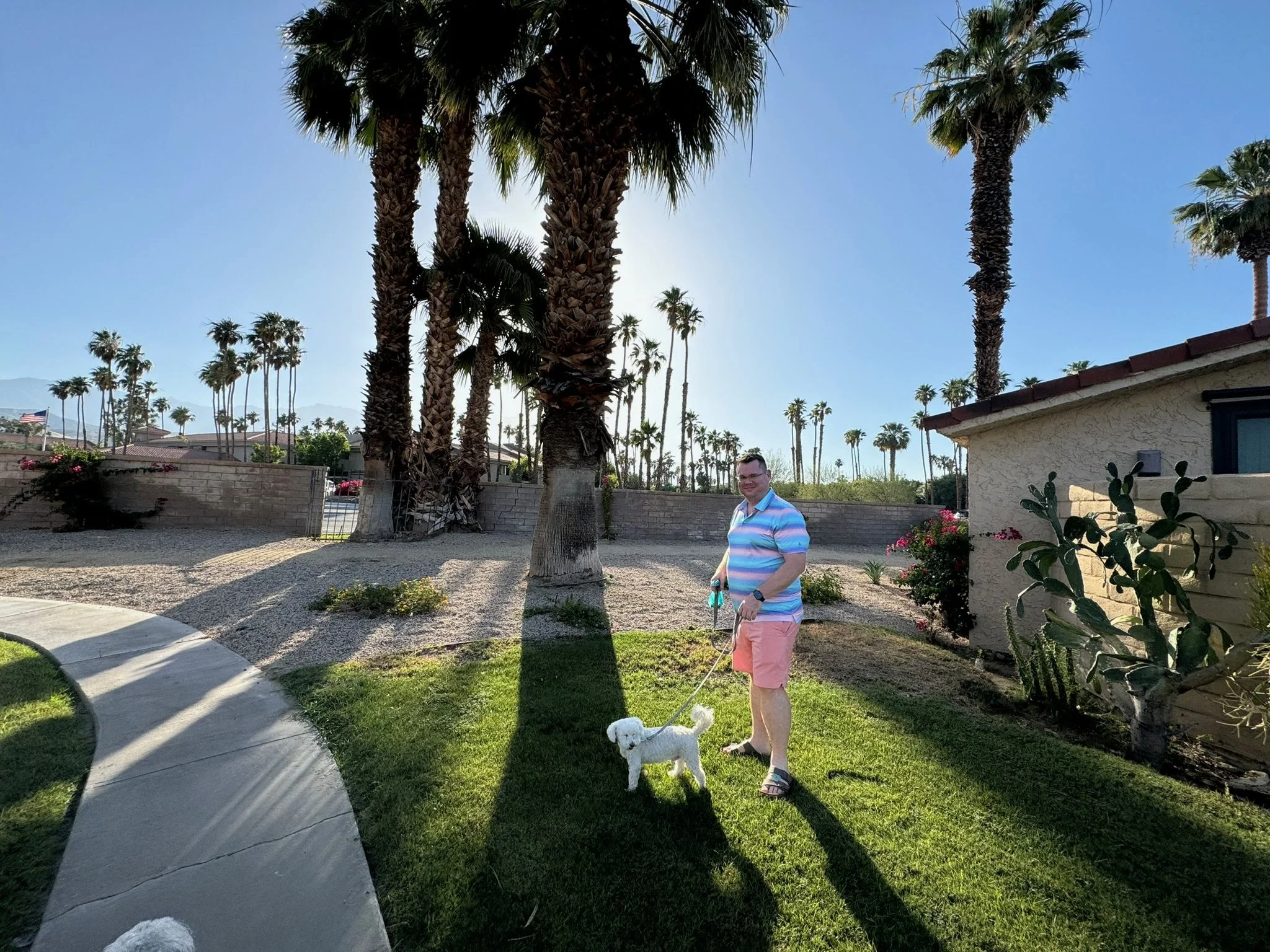 A man in a striped polo shirt and pink shorts walking a small white dog on a leash in a backyard with palm trees, a brick wall, a house, and a clear blue sky.