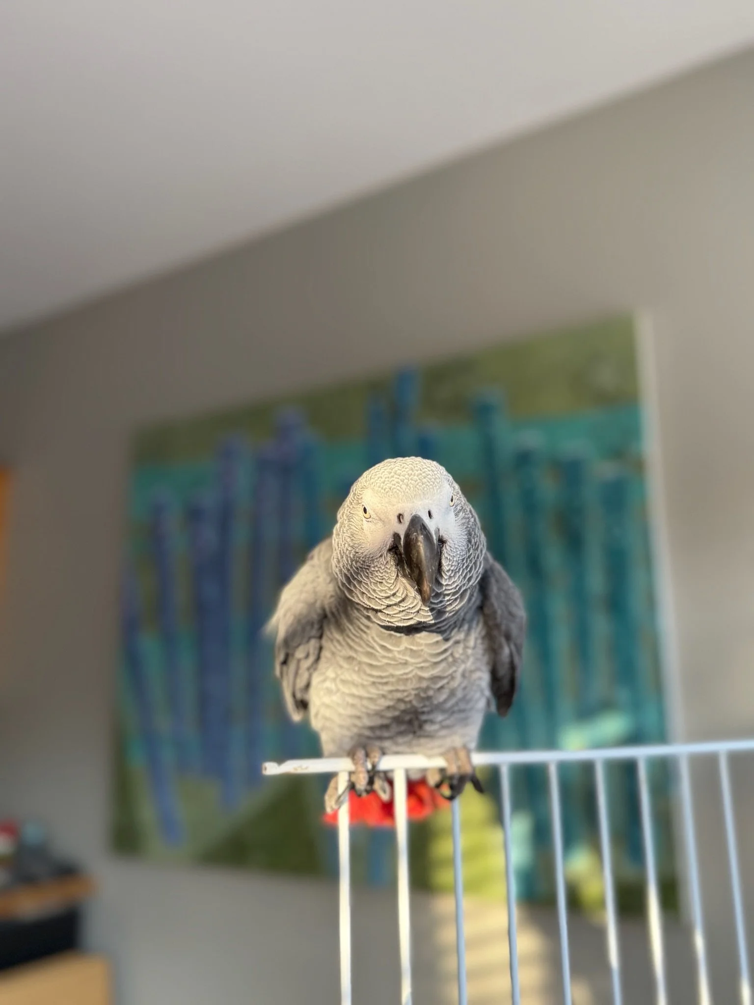 A close-up of a gray and white bird, likely a cockatoo, perched on a white stand in a room with a blurred painting in the background.