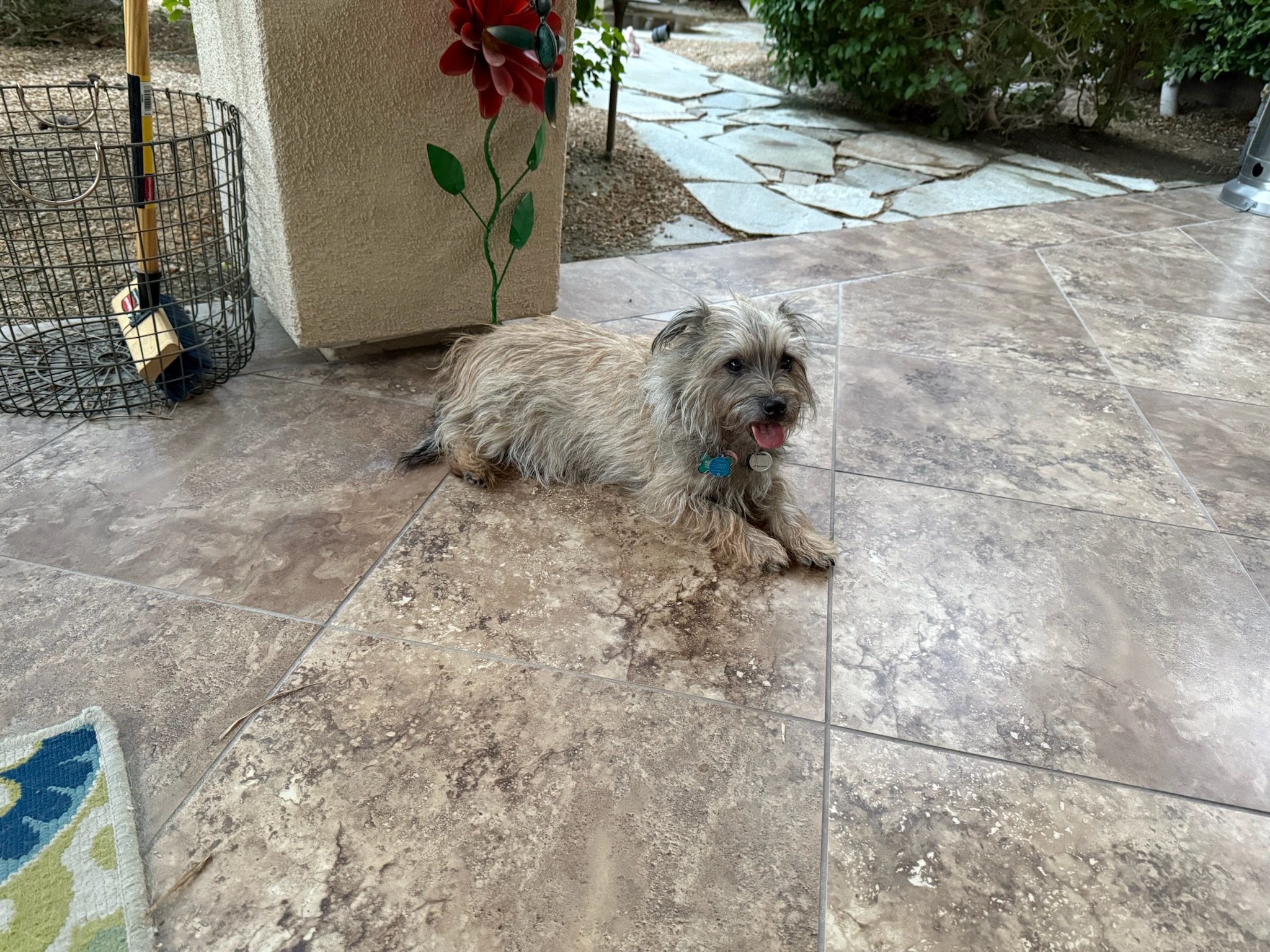 A small, fluffy, light brown dog with a blue collar sitting on a tiled floor outside. There is a wire basket and a painted flower decoration on a wall nearby, and a stone pathway leading into a garden area in the background.
