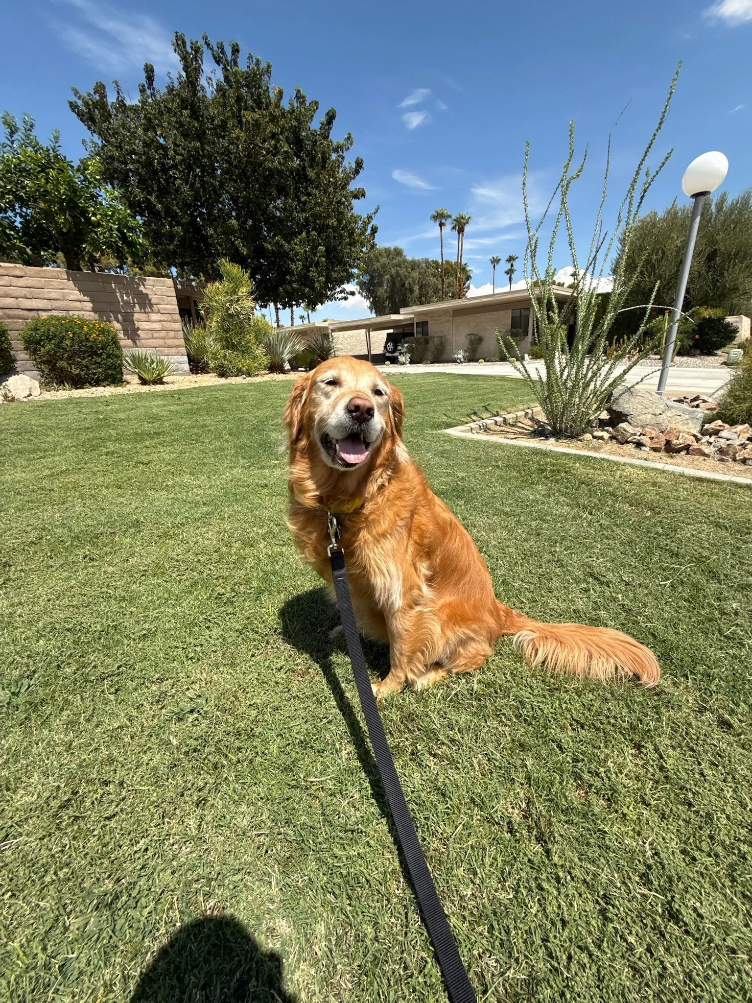 A golden retriever dog sitting on a grassy lawn with its mouth open and tongue out, in front of a modern house with a desert landscape and tall palm trees under a clear blue sky.