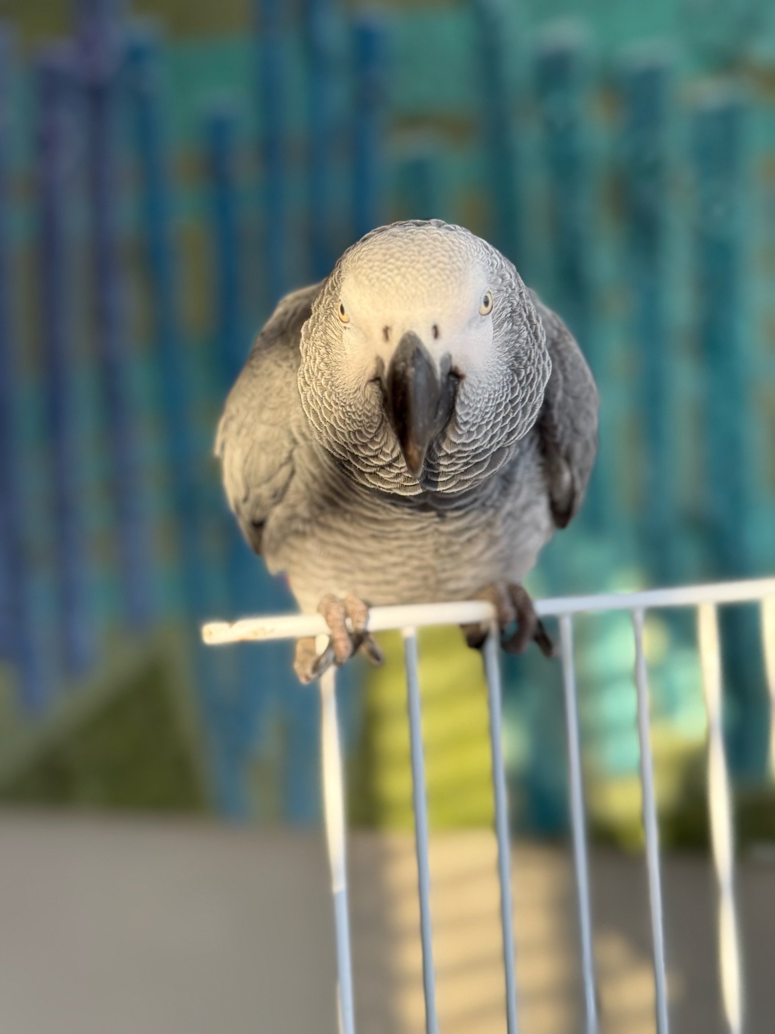 A close-up of a grey African grey parrot perched on a white metal cage, with a blurred natural background.