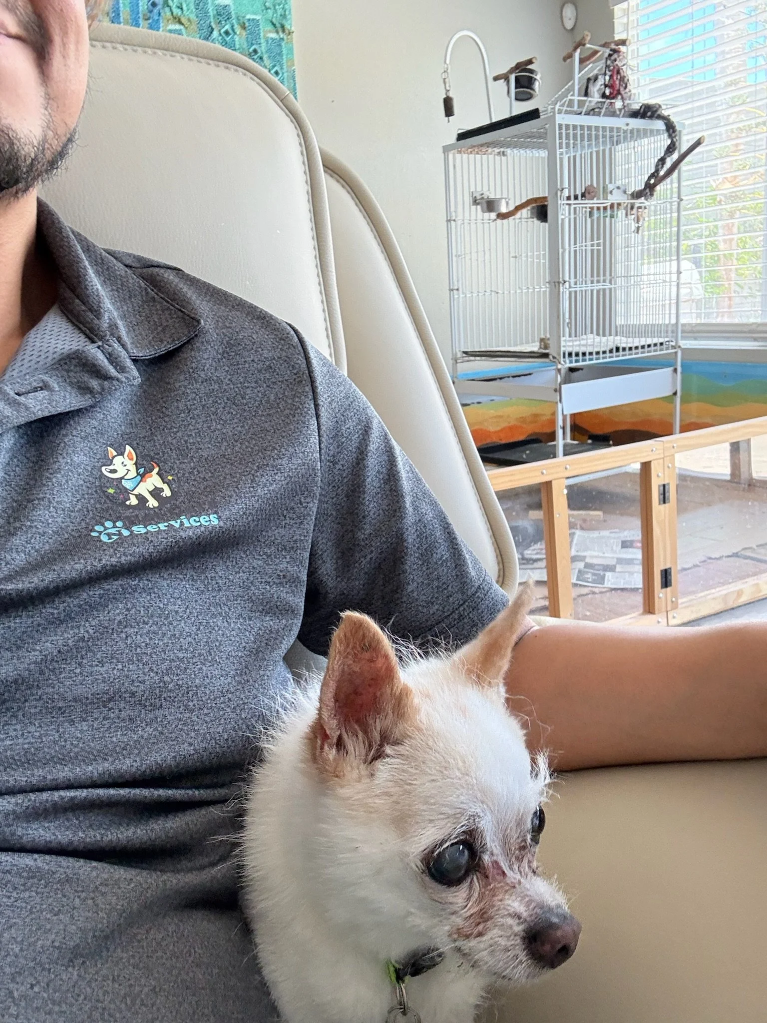 Part of a man sitting on a beige chair, wearing a gray polo shirt with a logo of a dog and the word "Services." A small white and brown puppy with blue eyes and a collar is resting its head on the man's arm. In the background, there is a white cage, a table, and a window with blinds.