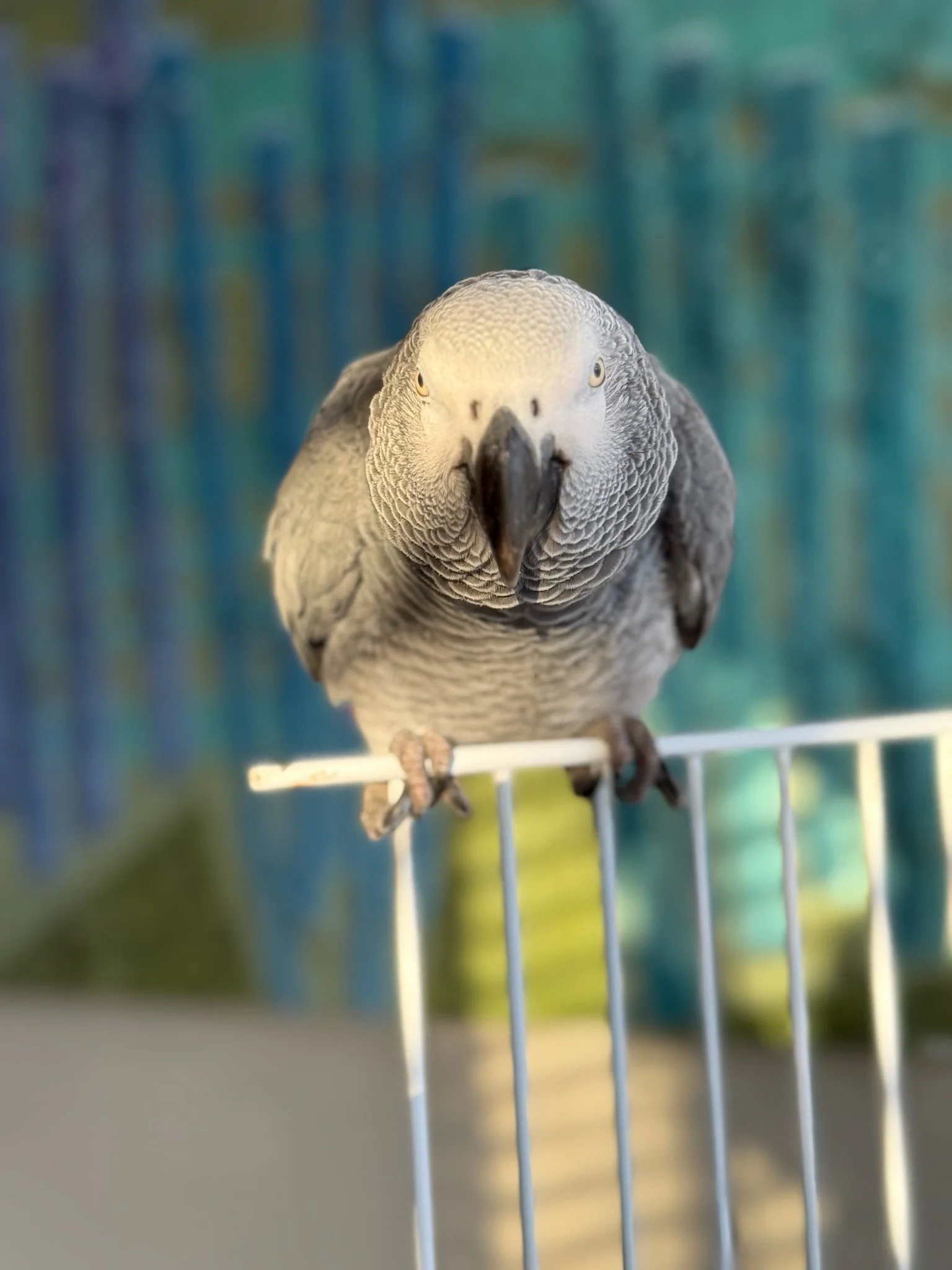 Close-up of a grey parrot with yellow eyes, perching on a white wire cage, with blurred colorful background.