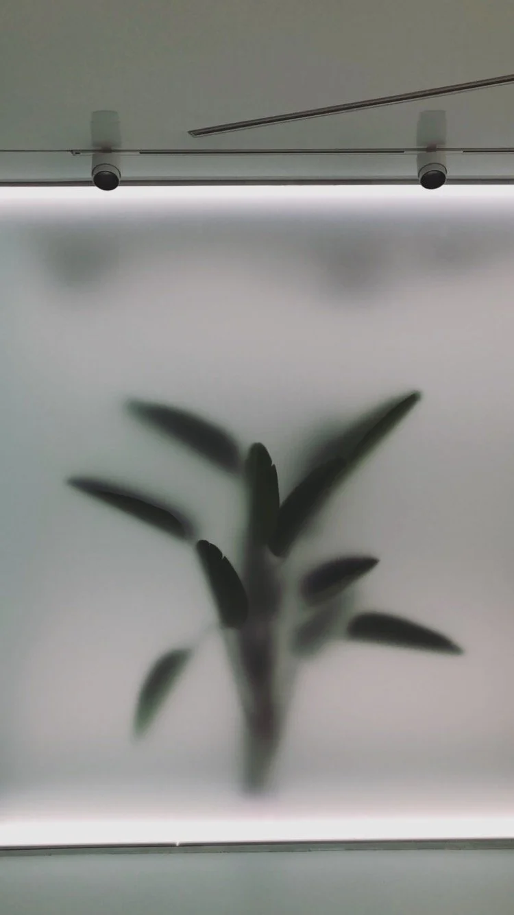 Skyggen av en plante som vises gjennom et frostete eller matte glasspanel, med en lys bakgrunn og moderne taklys over.