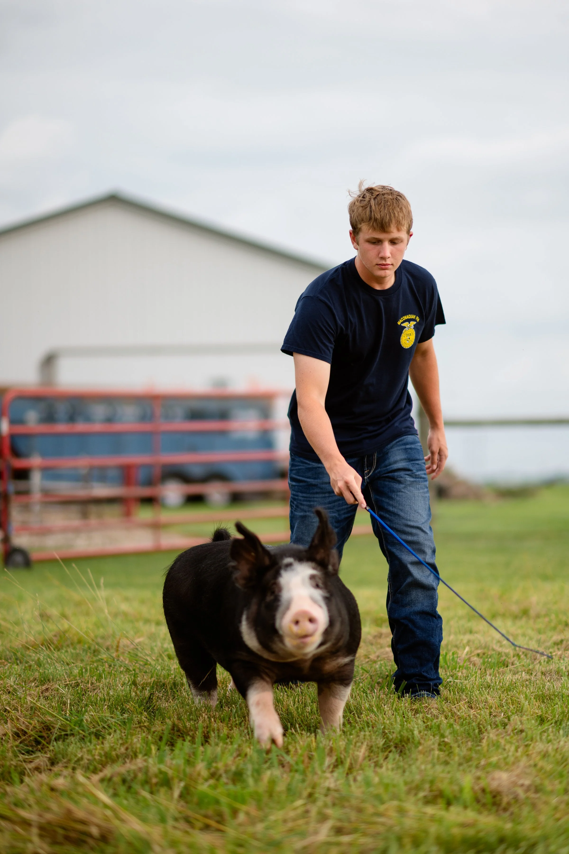 A young man in a navy blue T-shirt and jeans is walking a pig on a grassy field. The man appears focused, and the pig is black with a white face. There are farm buildings and a red hay wagon in the background under a cloudy sky.