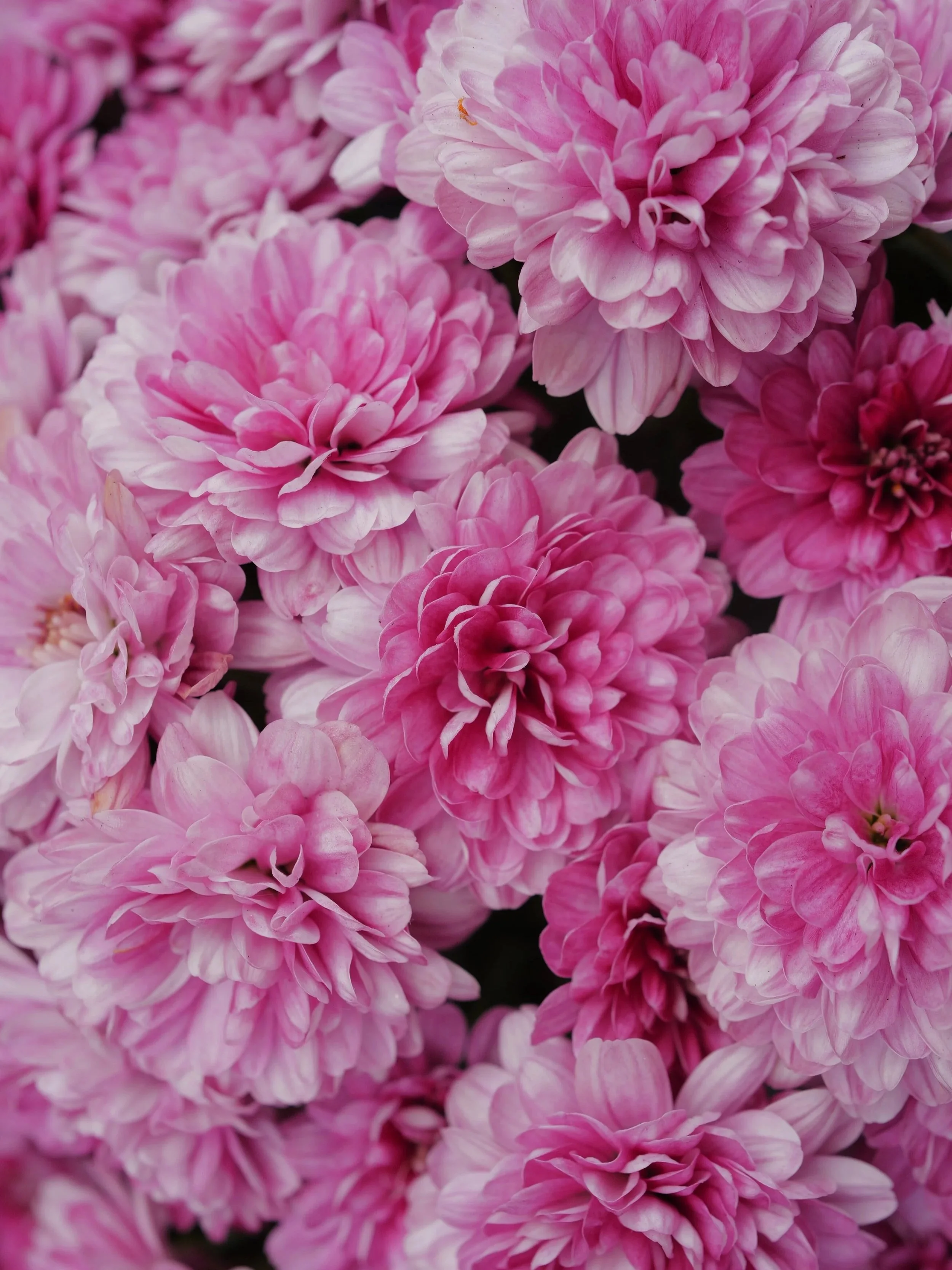 FullSizeRender_VSCO.jpg