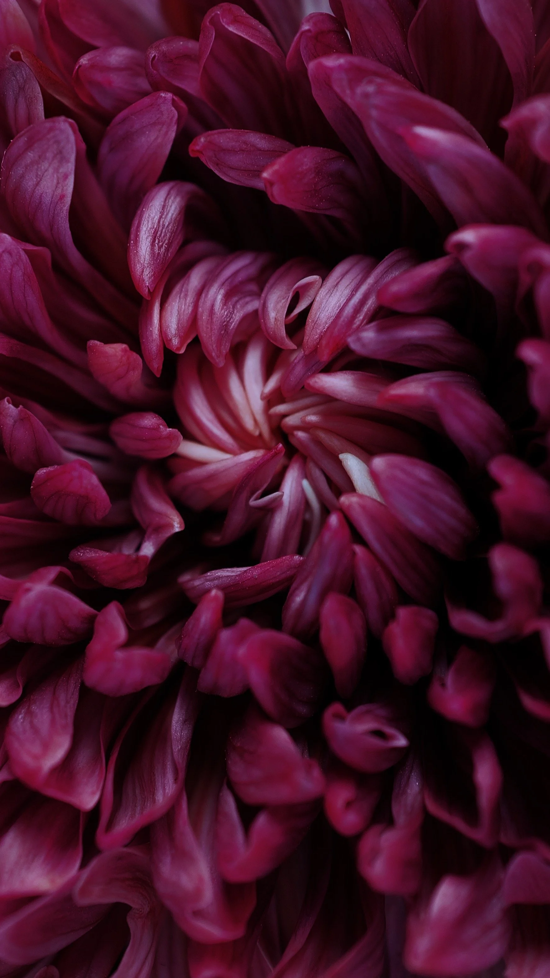 L1004062_VSCO.jpeg