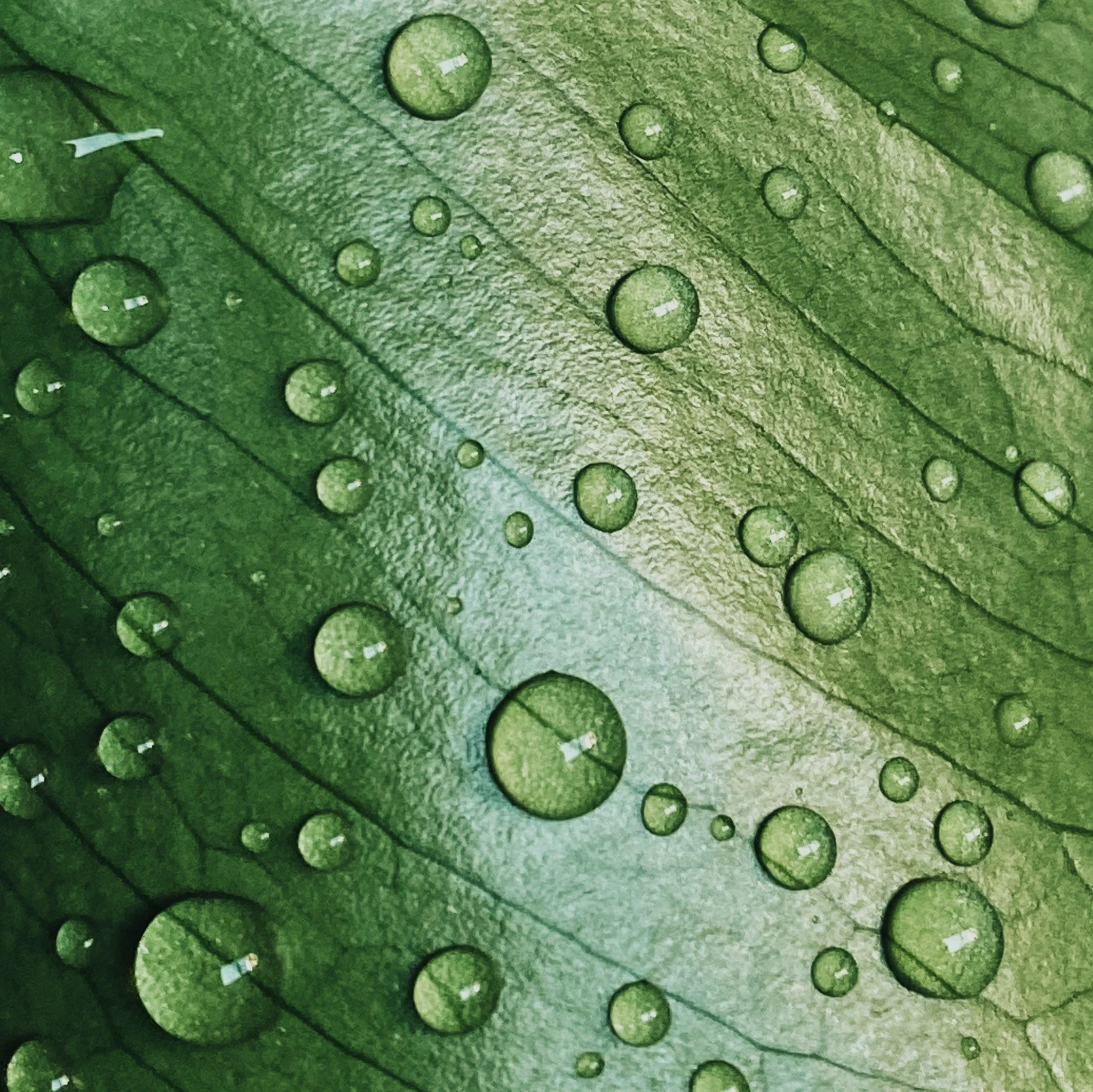 0E25328A-3F44-4539-AE5A-EC24A80400B0-3F326527-DE75-4F39-ACCC-CB4607C37C88.jpeg
