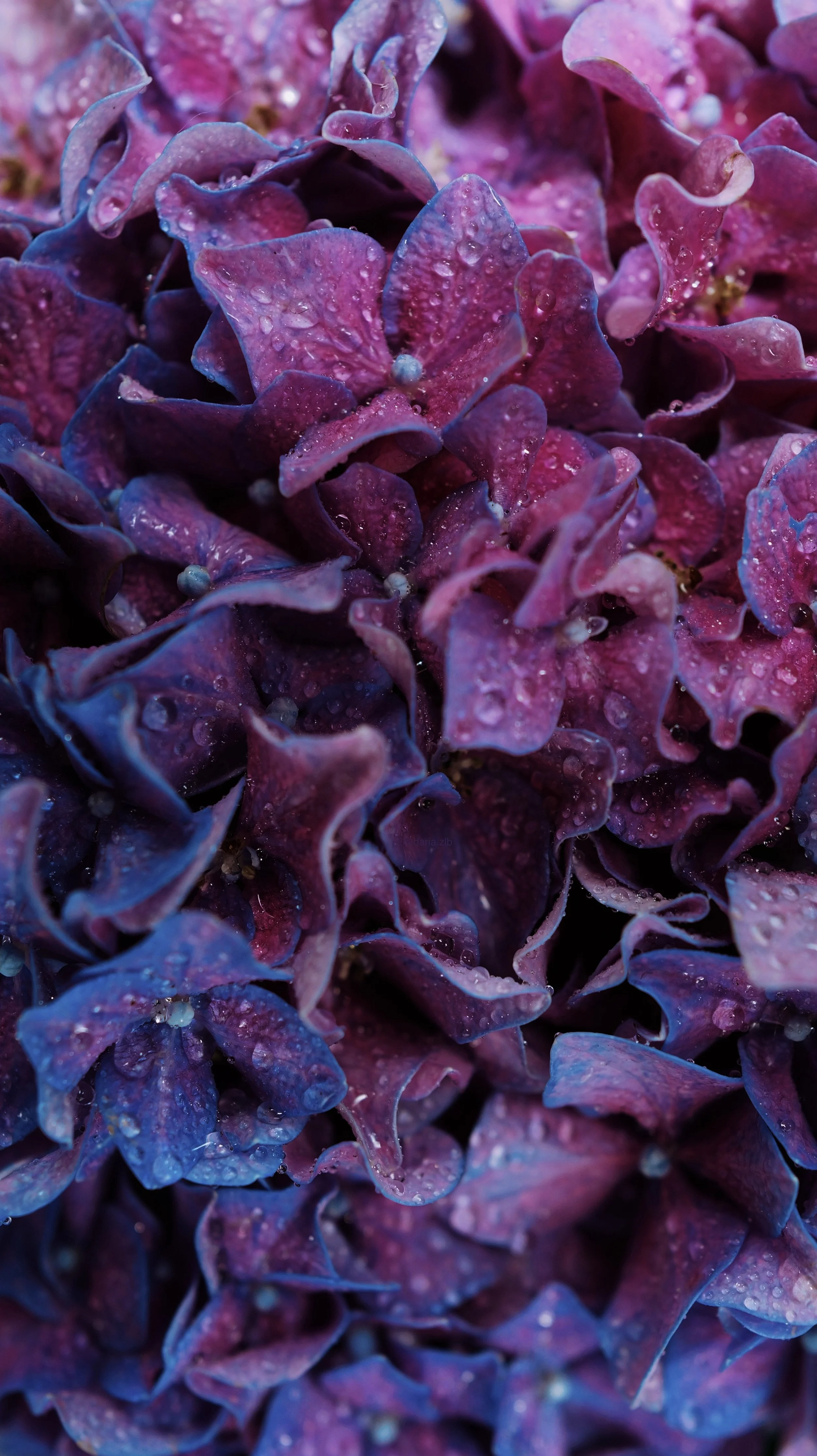 L1050342_VSCO 2.jpg