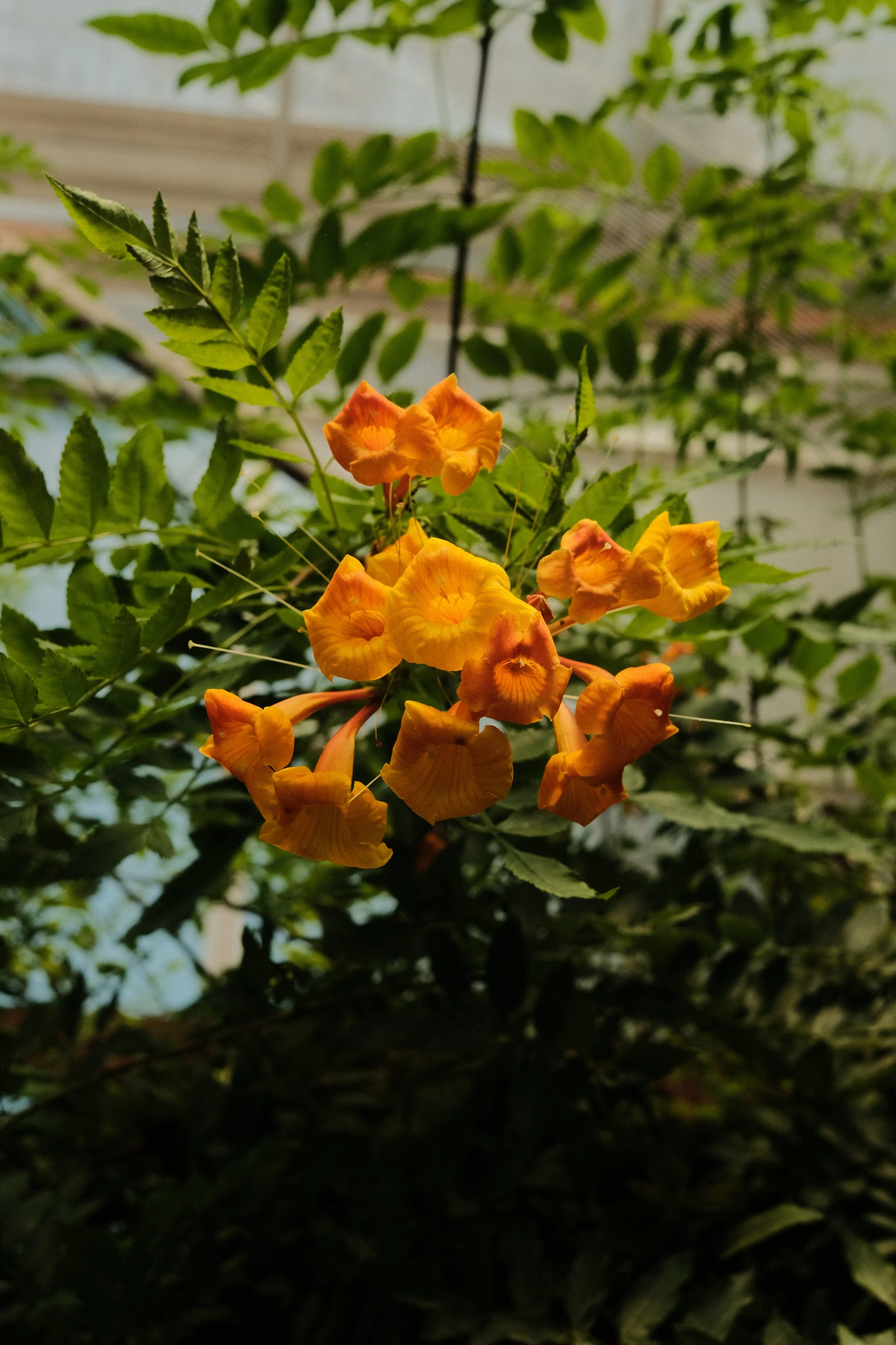 DSCF2619.JPG