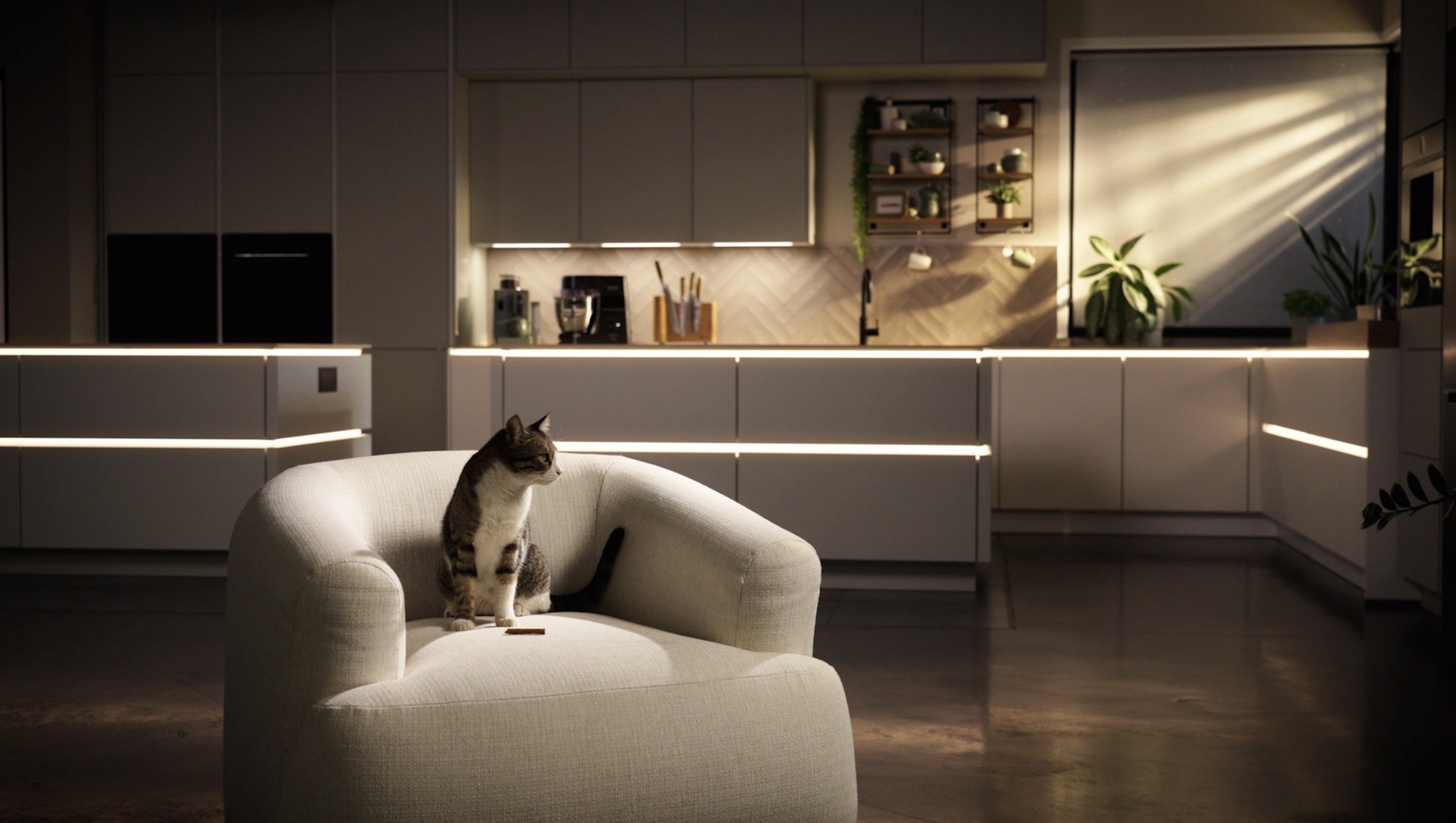 Modern eingerichtete Küche im Hintergrund mit weißen Schränken und grünen Pflanzen, im Vordergrund ein weißer Sessel mit einer sitzenden Katze, die auf die Kamera schaut, während Sonnenlicht durch das Fenster fällt.