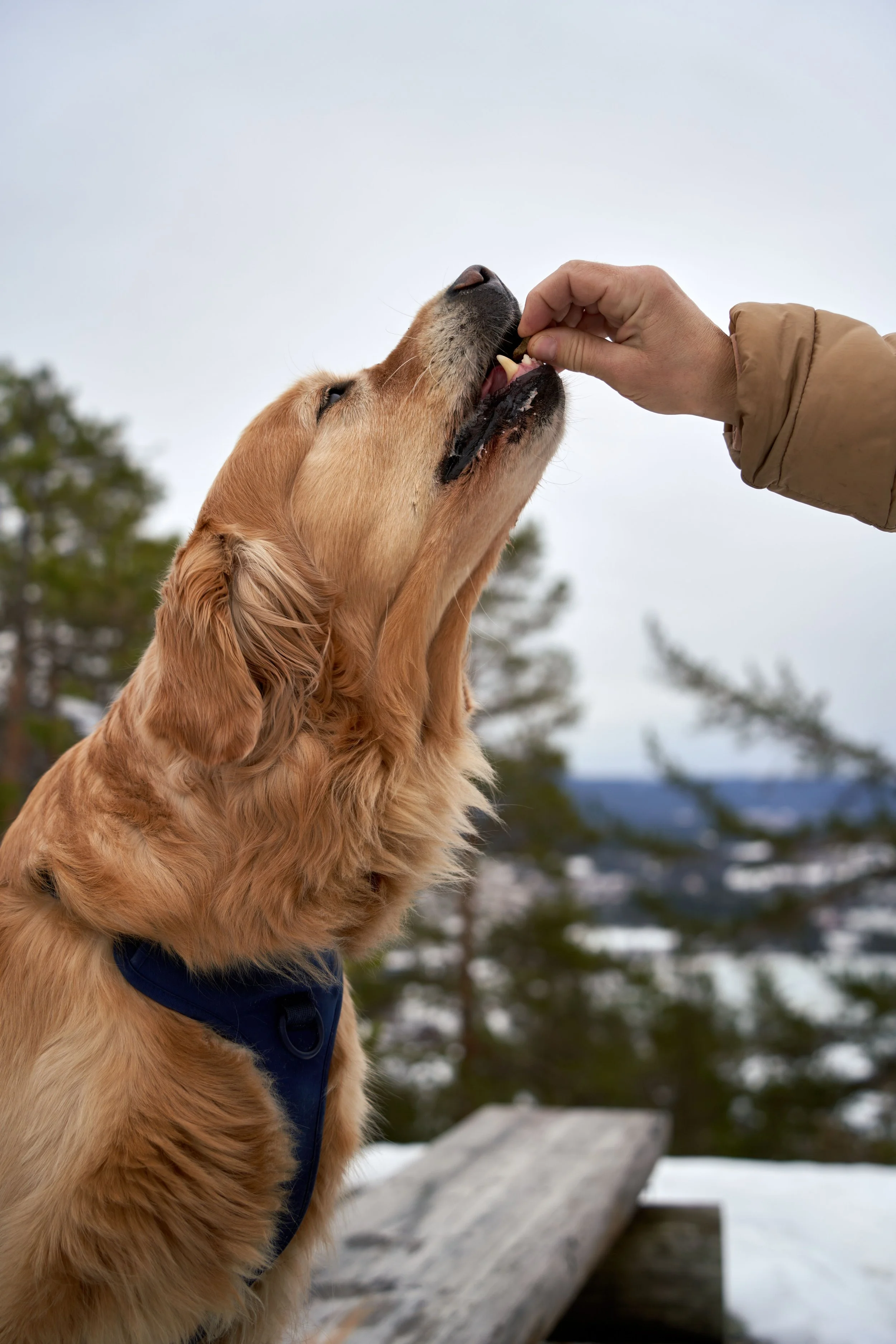 Golden retriever dog with a blue harness being fed a treat by a person outdoors on a cloudy day, with trees and snow in the background.