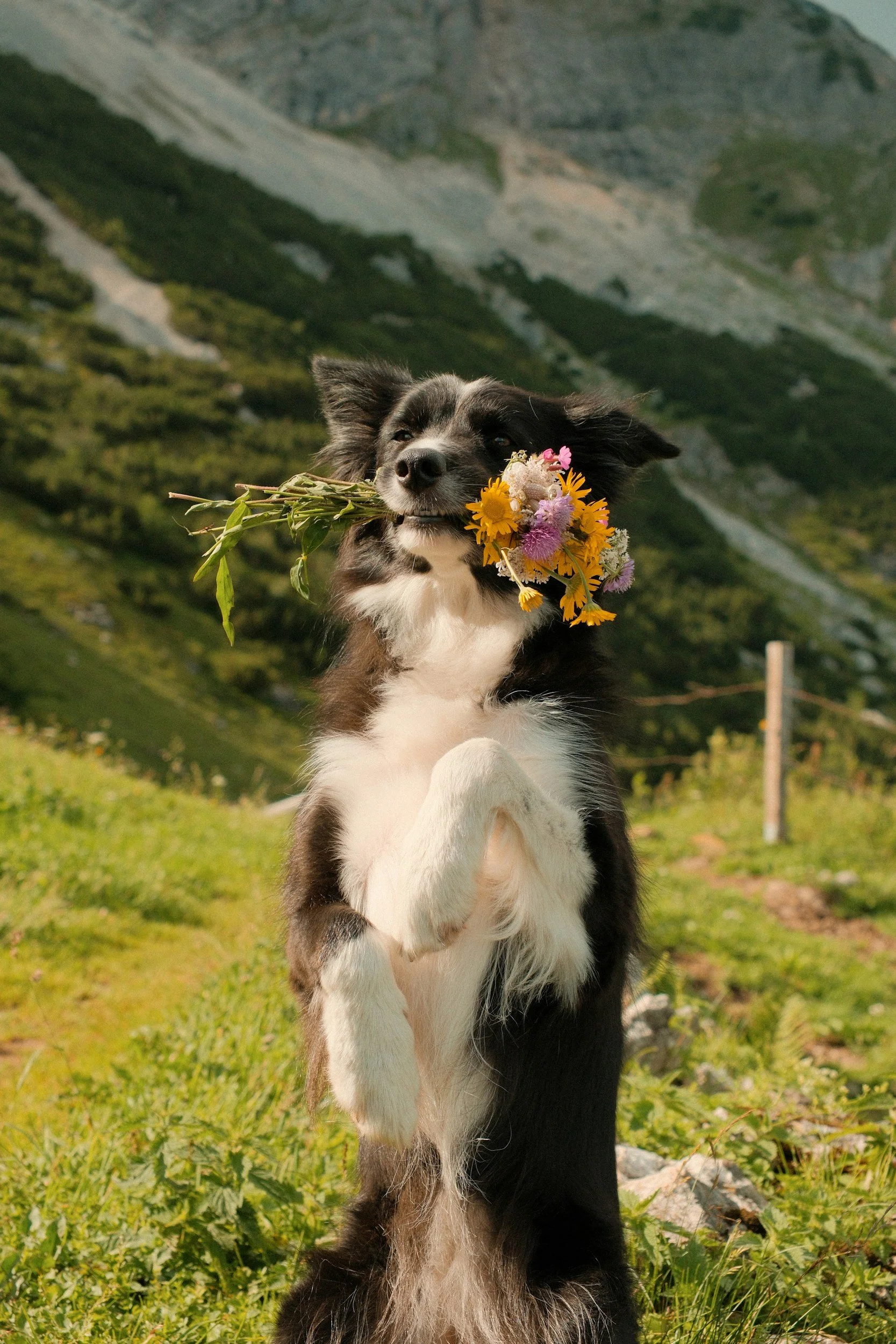 Black-and-white Border Collie holding wildflowers in a mountain meadow