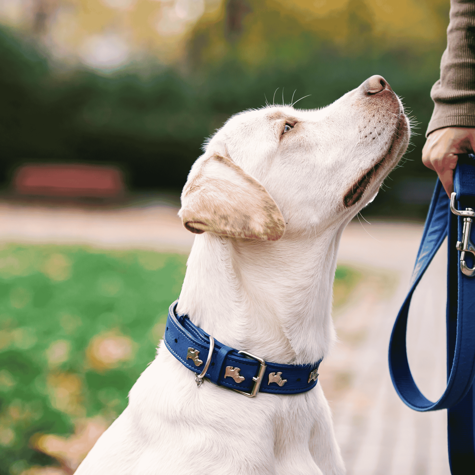 White dog wearing a blue collar and leash outdoors beside its owner