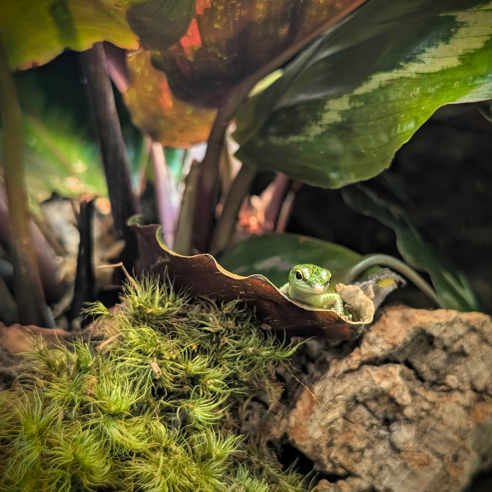 Small green lizard peeking from behind a branch in a leafy terrarium