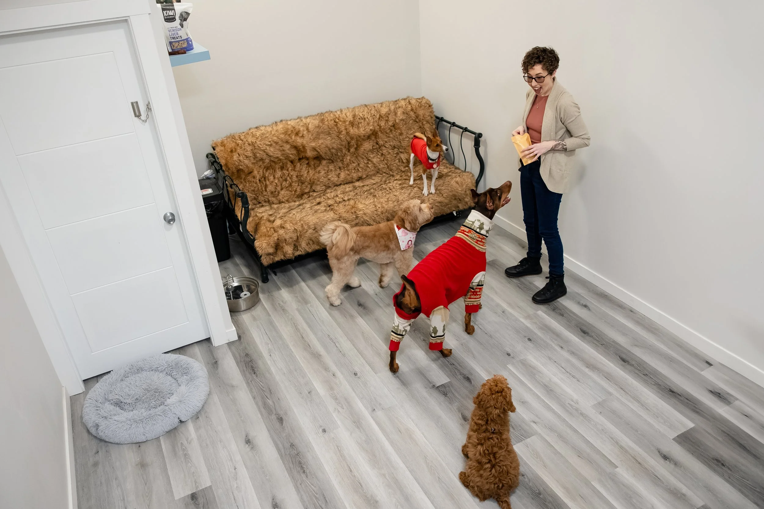 Woman holding dog treats while surrounded by four dogs, including two wearing red sweaters, in a room with a couch and dog bed