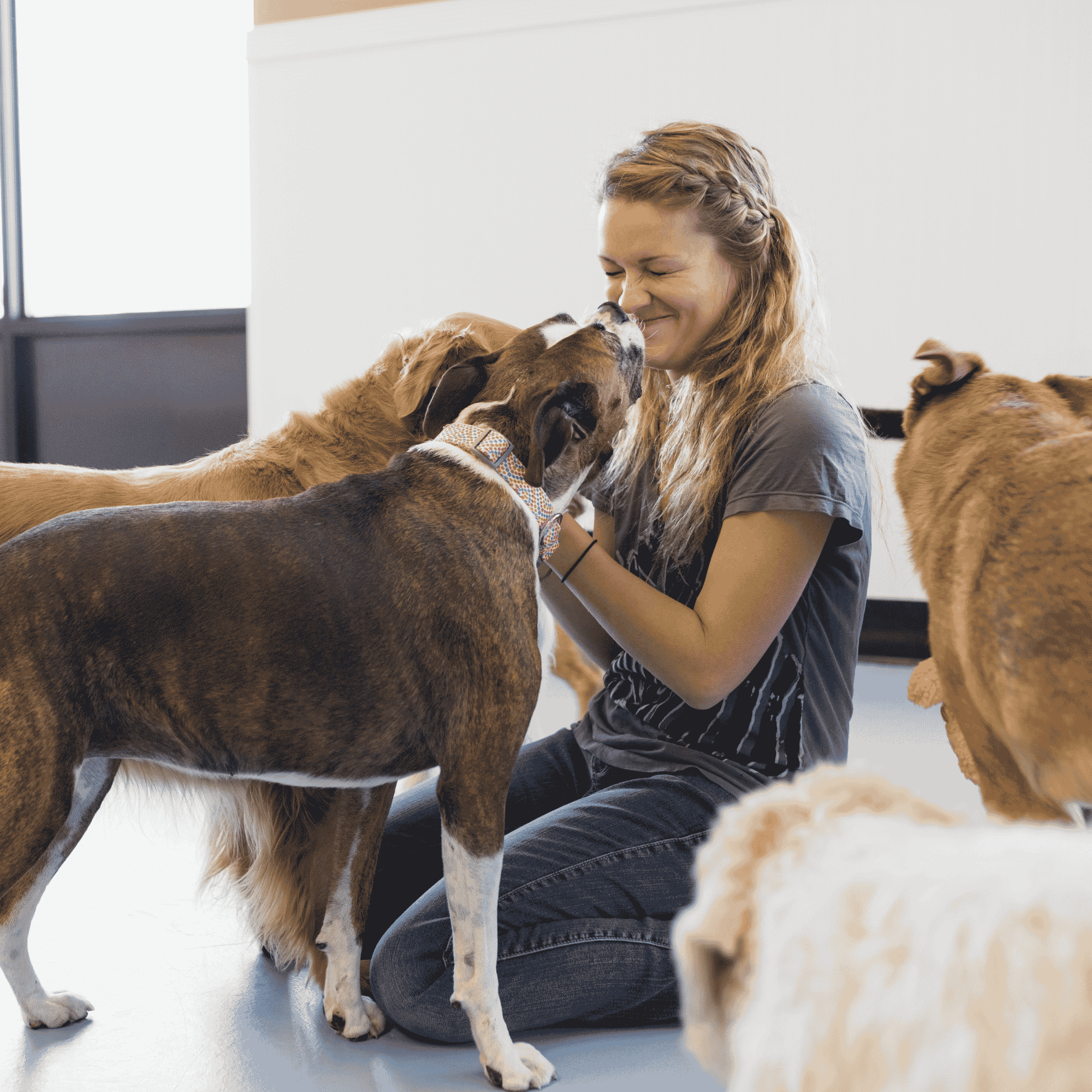 Woman smiling while surrounded by several dogs indoors
