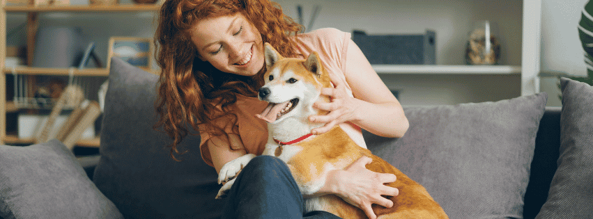 Woman cuddling a happy Shiba Inu dog on a gray sofa