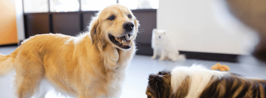 Golden retriever standing indoors with two small dogs in the background