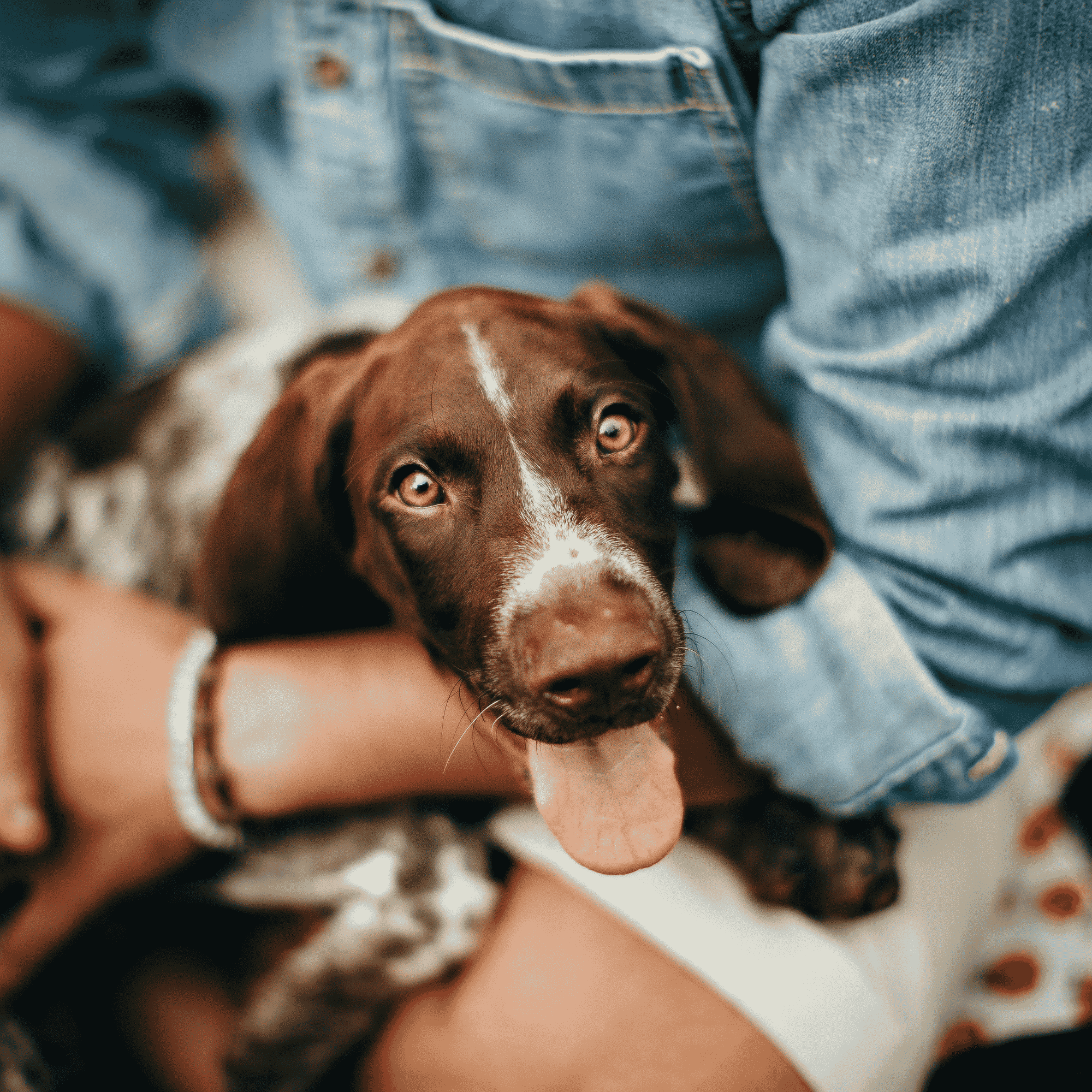 Close-up of a brown puppy with a white stripe resting in a person's arms.