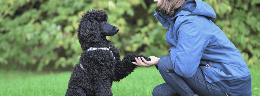 Black standard poodle sitting on grass and giving its paw to a person in a blue jacket