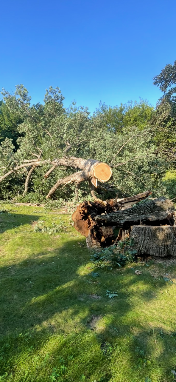 Large Tree Removals