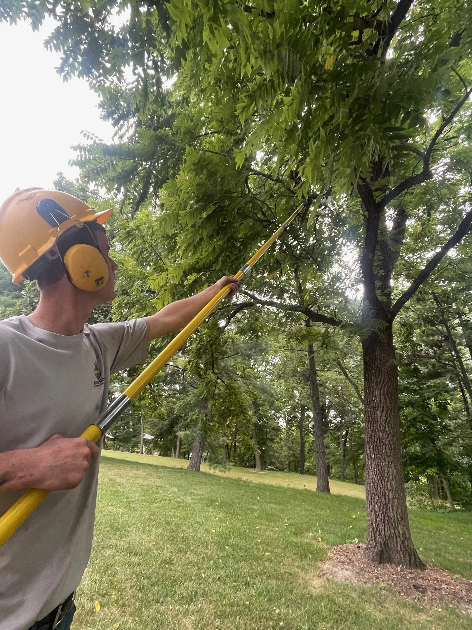 Pruning/Trimming
