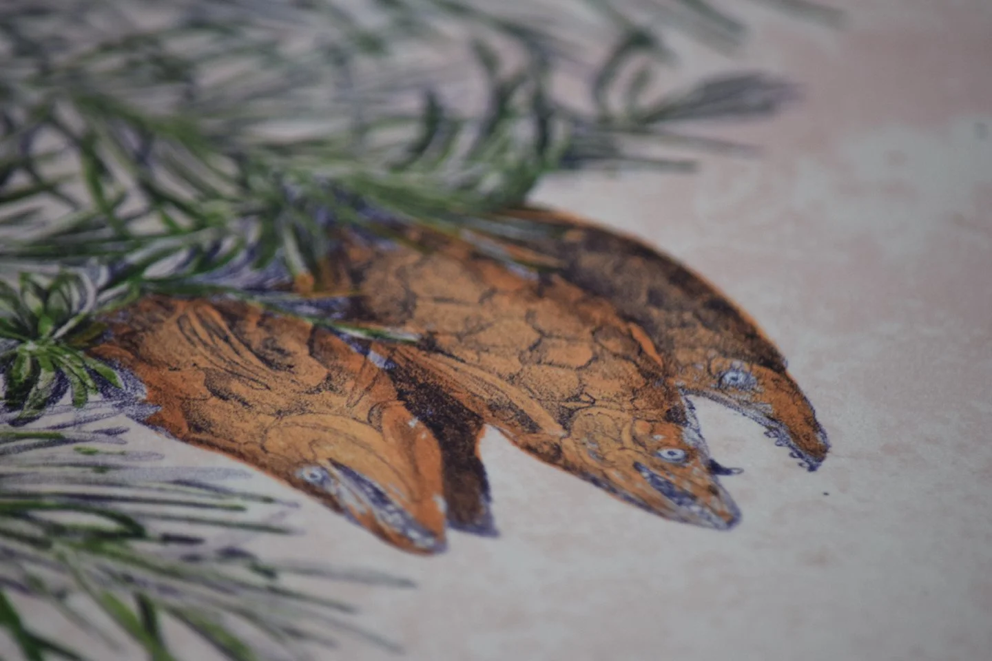 Spawning Spruce