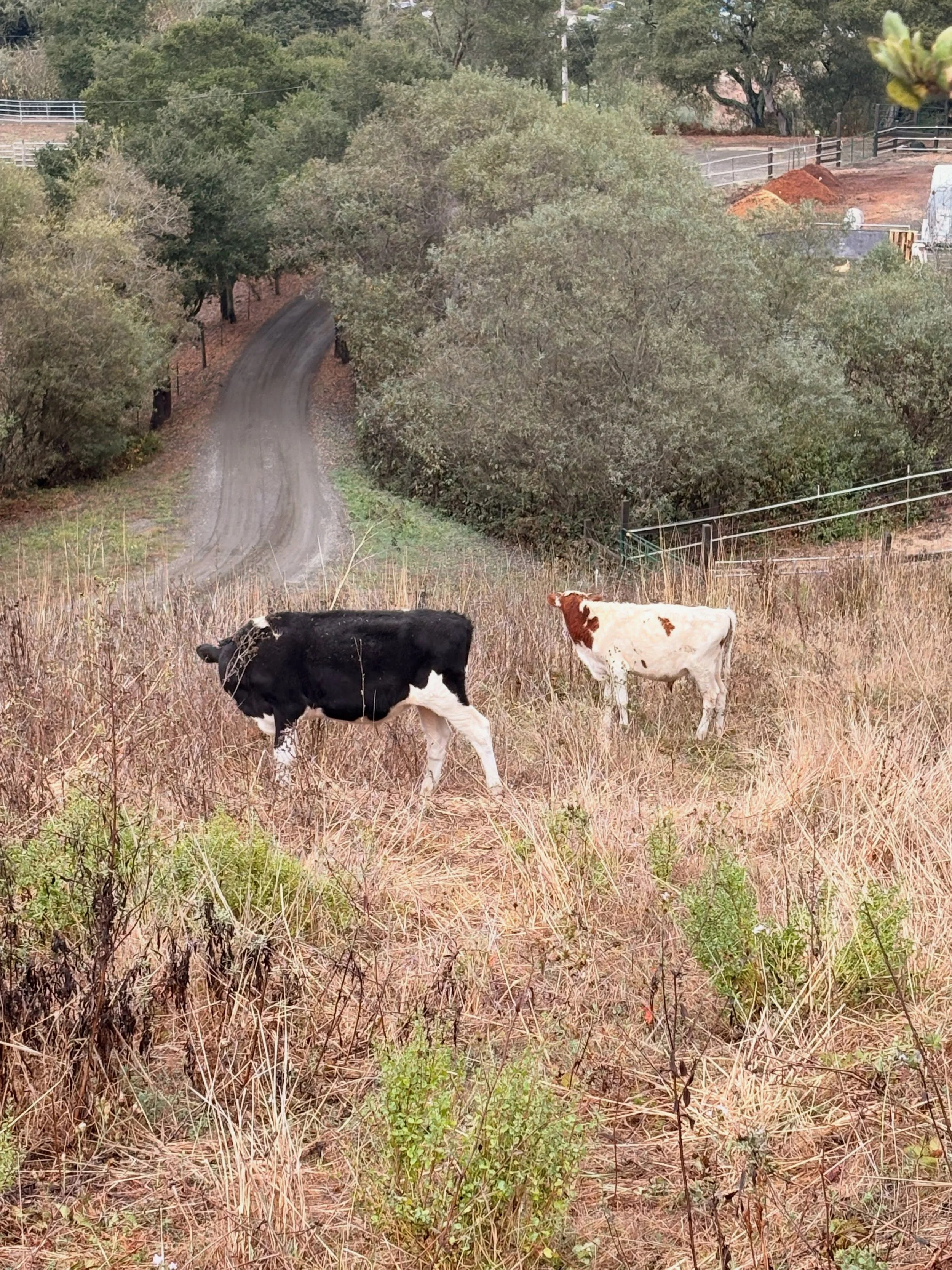 Happy bulls and a successful move! All of our cattle have been moved to their winter home, and everything went smoothly. We&rsquo;re excited to continue growing our herd next year and in the years ahead. The future looks bright!